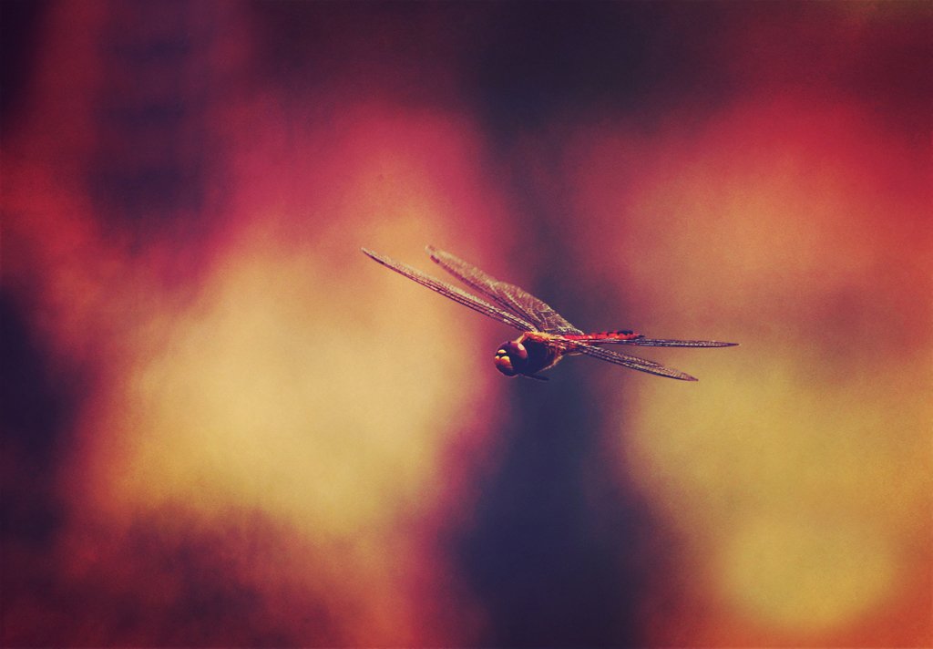 小清新,温暖,干净,安静,唯美,静物,物语,时光,清新淡雅,宁静安详