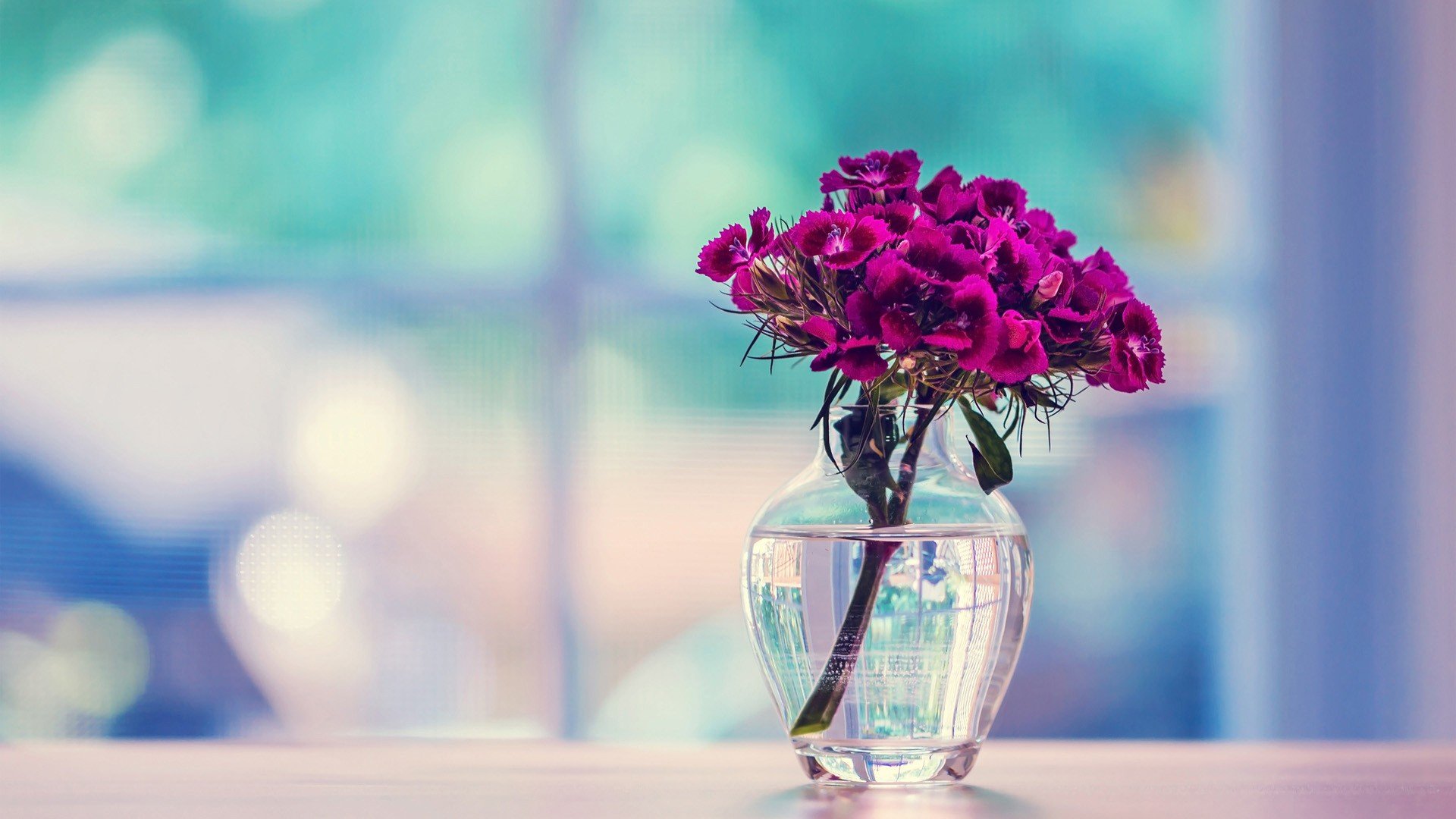 小清新,温暖,干净,安静,唯美,静物,物语,时光,清新淡雅,花朵