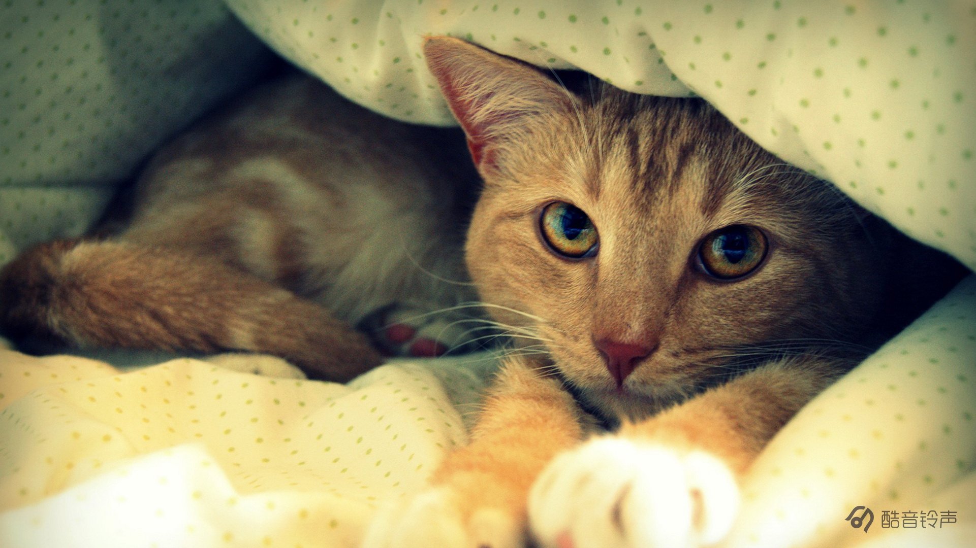 喵星人,萌宠,宠物,猫