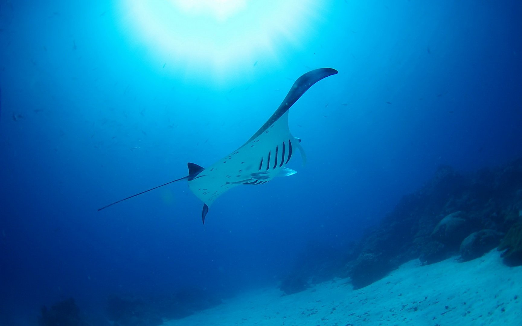 动物,海底世界,海洋生物