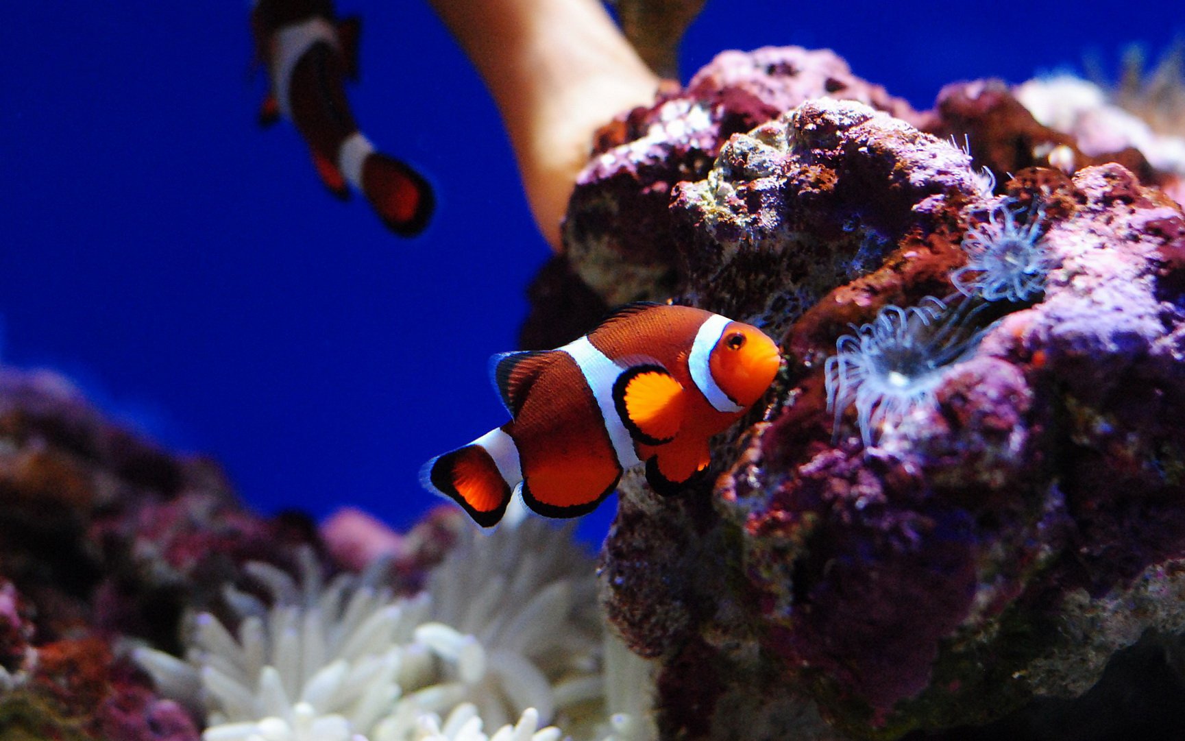 动物,海底世界,海洋生物
