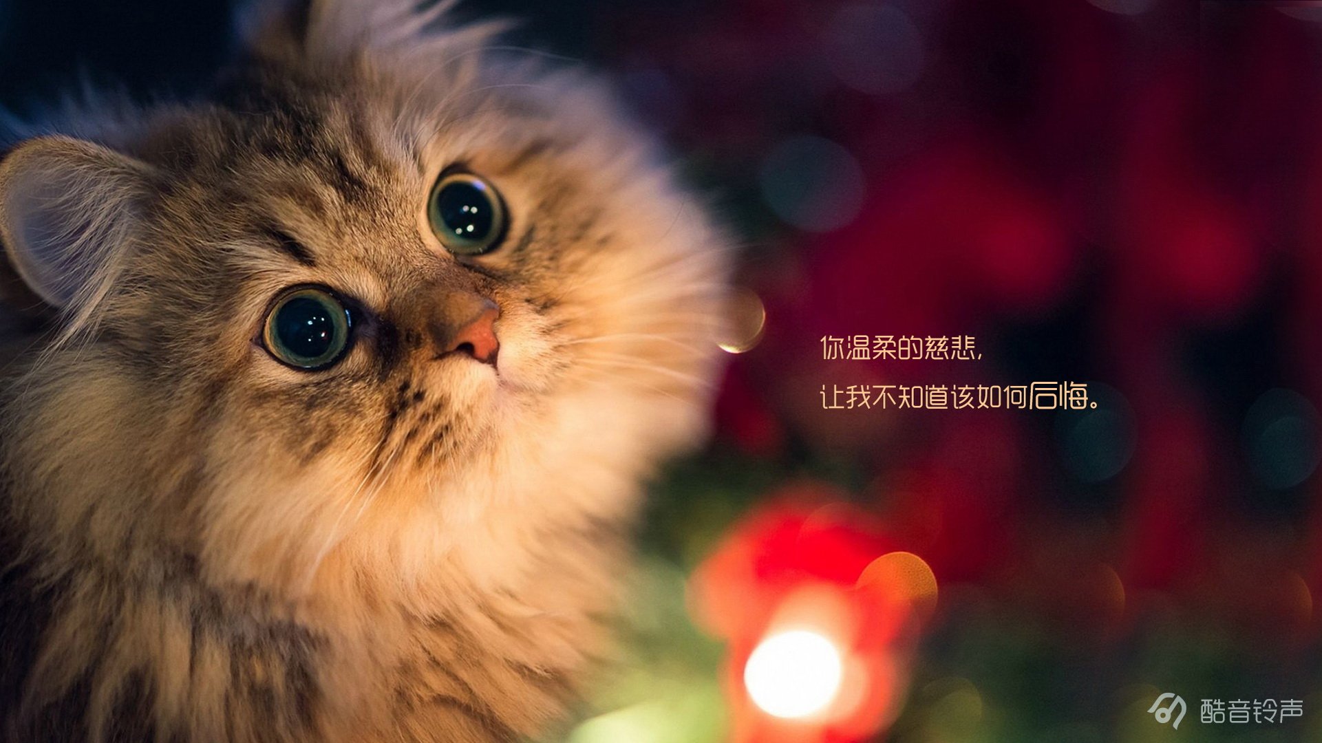 喵星人,萌宠,宠物,猫