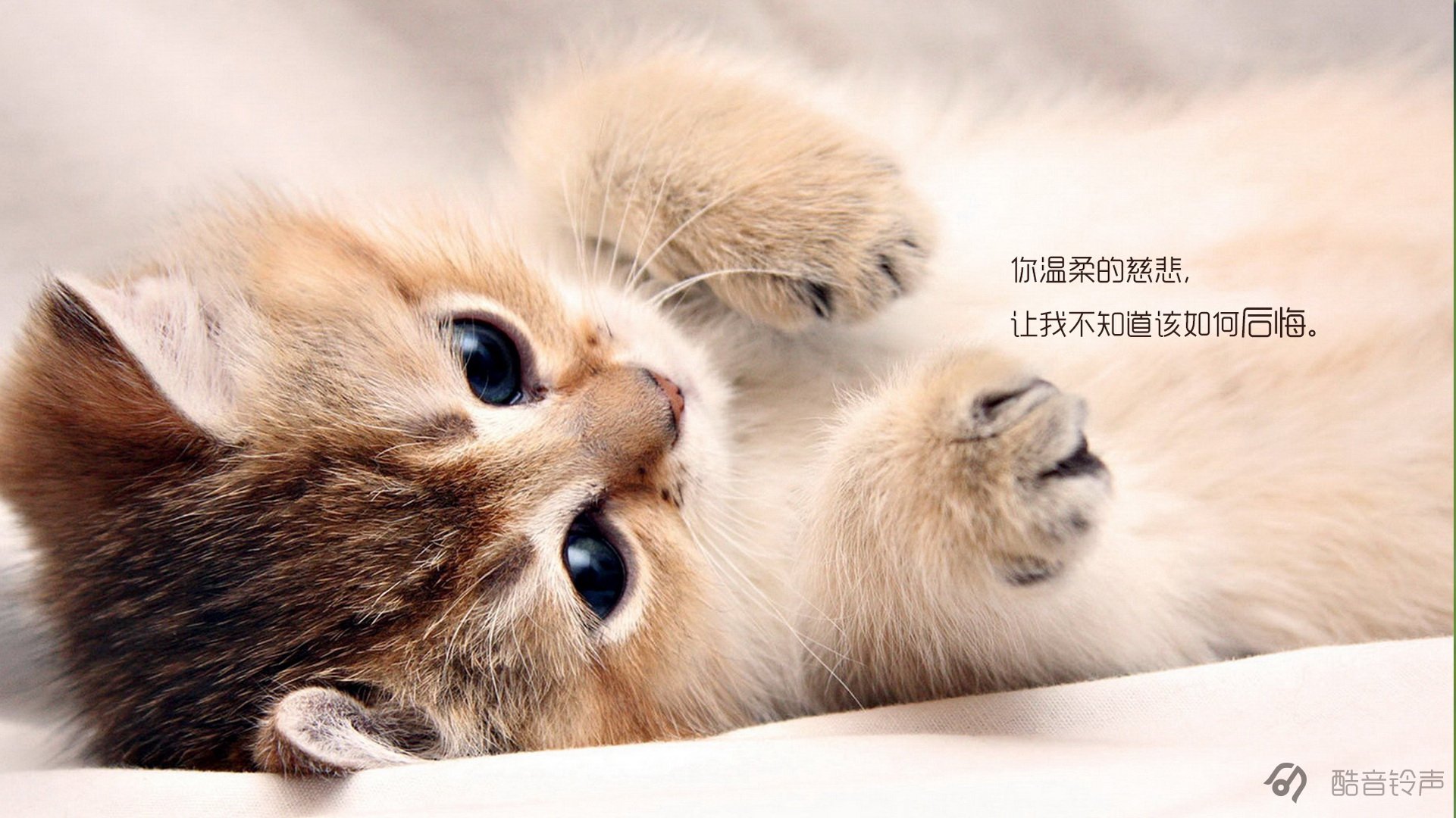 喵星人,萌宠,宠物,猫