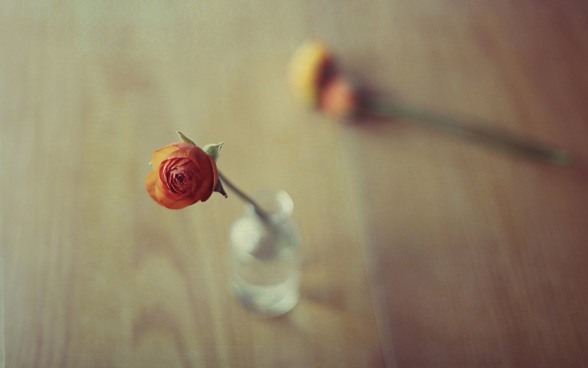 小清新,温暖,干净,安静,唯美,静物,物语,时光,清新淡雅,花朵