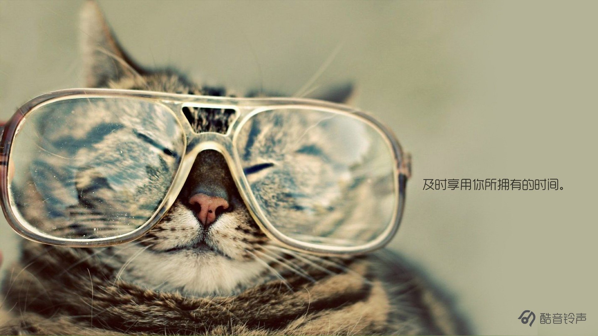 喵星人,萌宠,宠物,猫