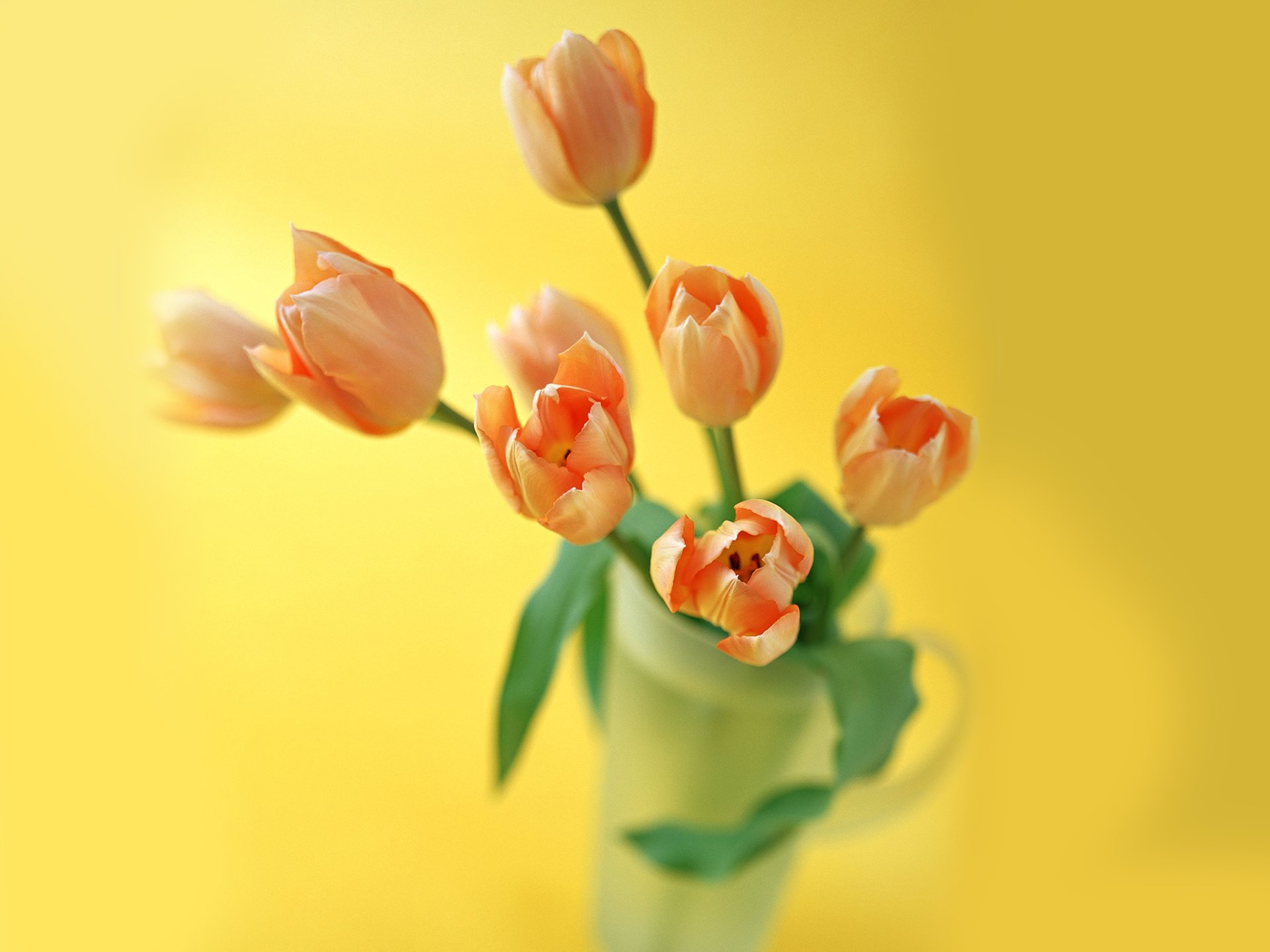 小清新,温暖,干净,安静,唯美,静物,物语,时光,清新淡雅,花朵