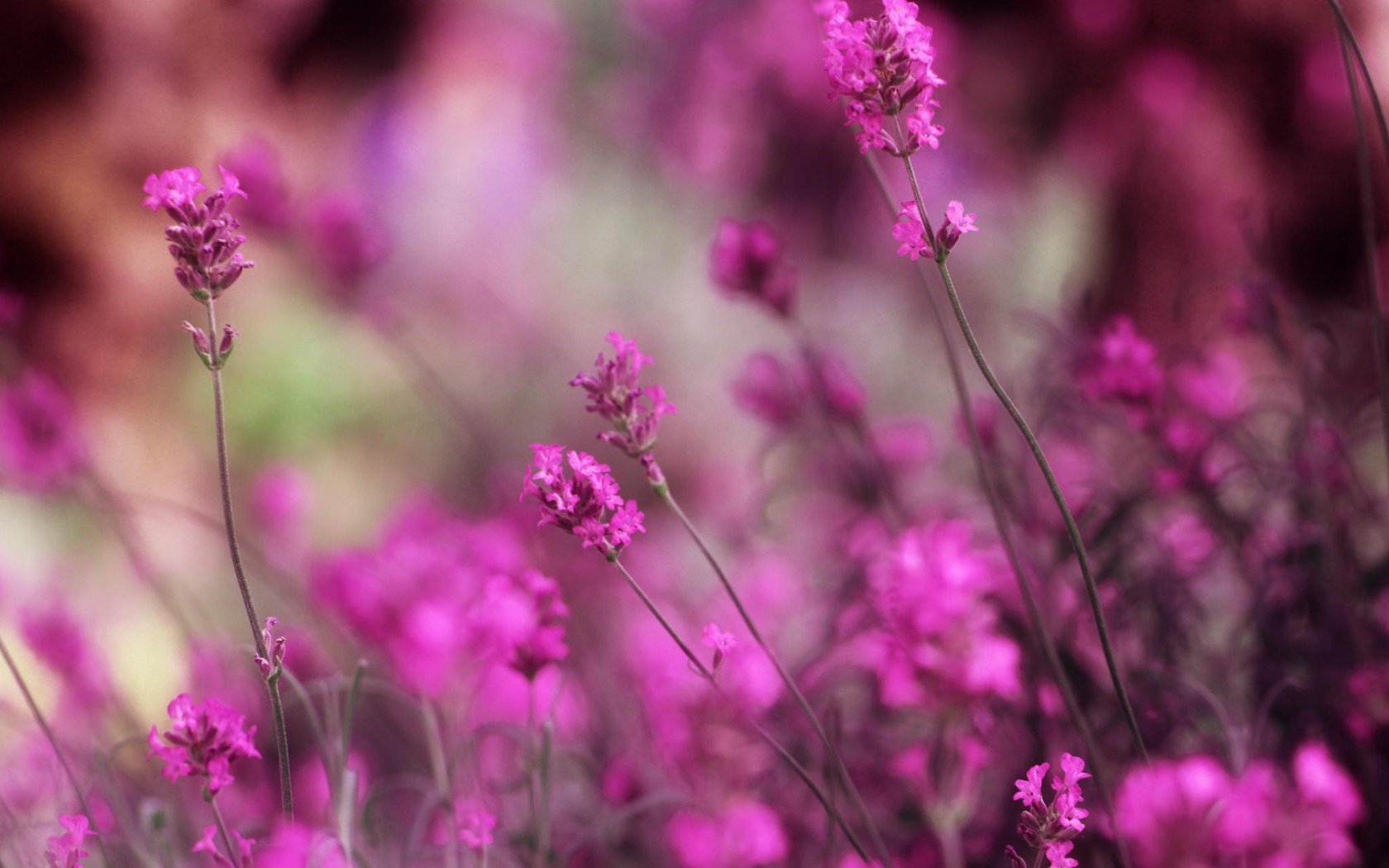 薰衣草,唯美,意境,花朵
