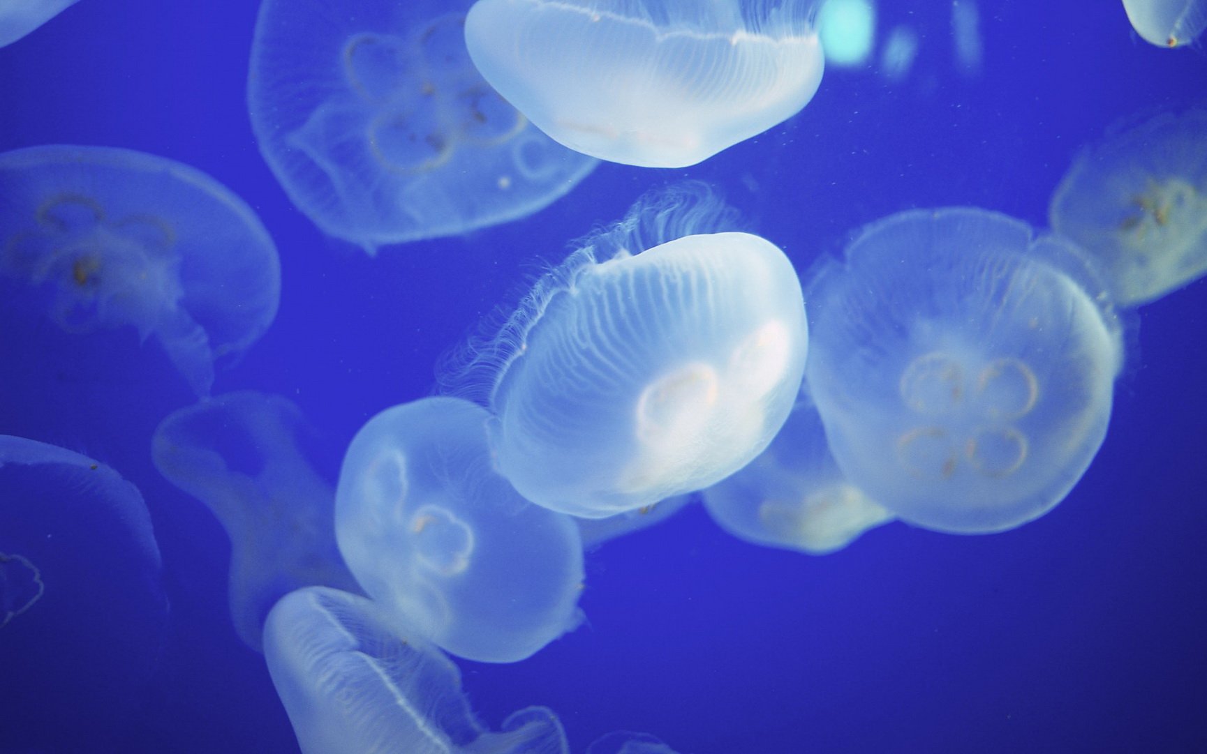 动物,海底世界,海洋生物