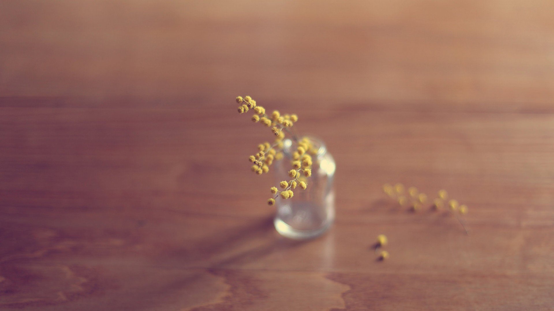 小清新,温暖,干净,安静,唯美,静物,物语,时光,清新淡雅,花朵