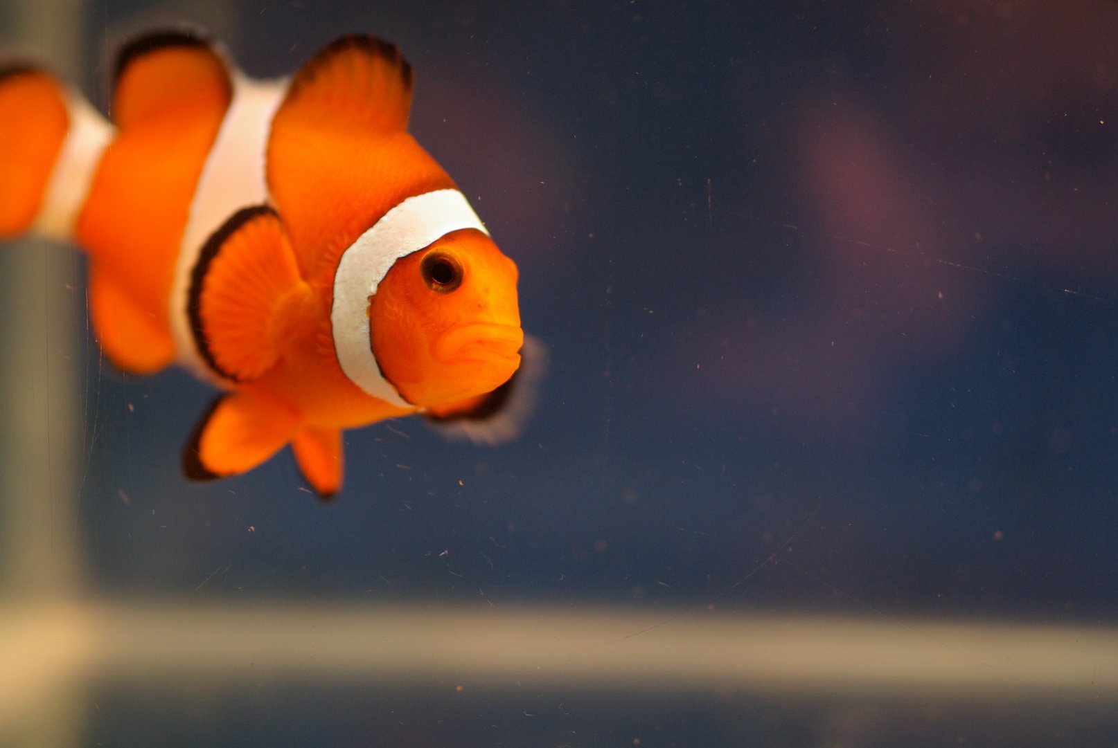 动物,海底世界,海洋生物