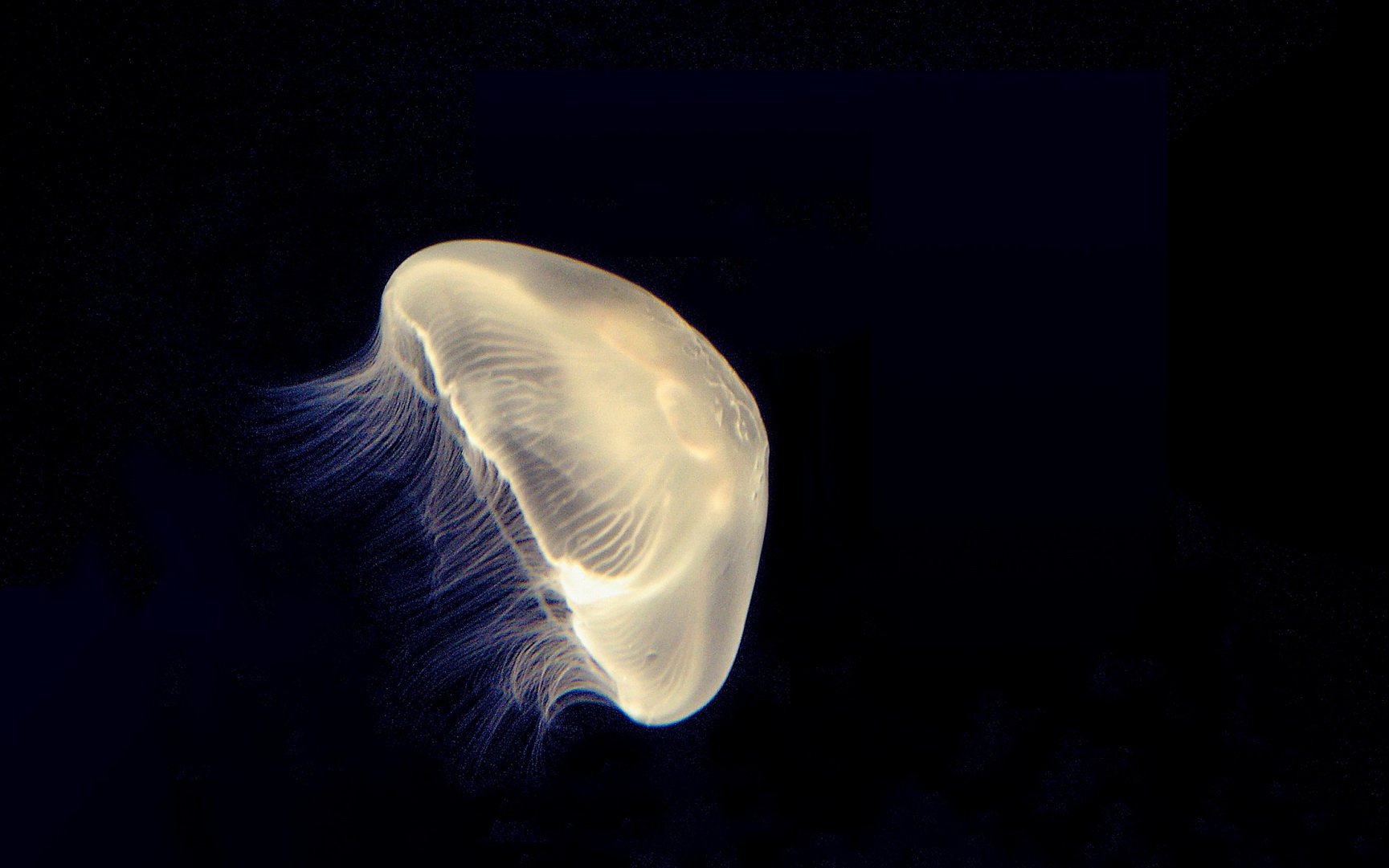 动物,海底世界,海洋生物