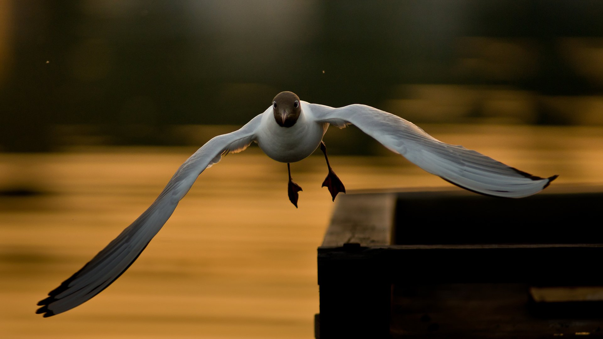 动物,野生动物,鸟