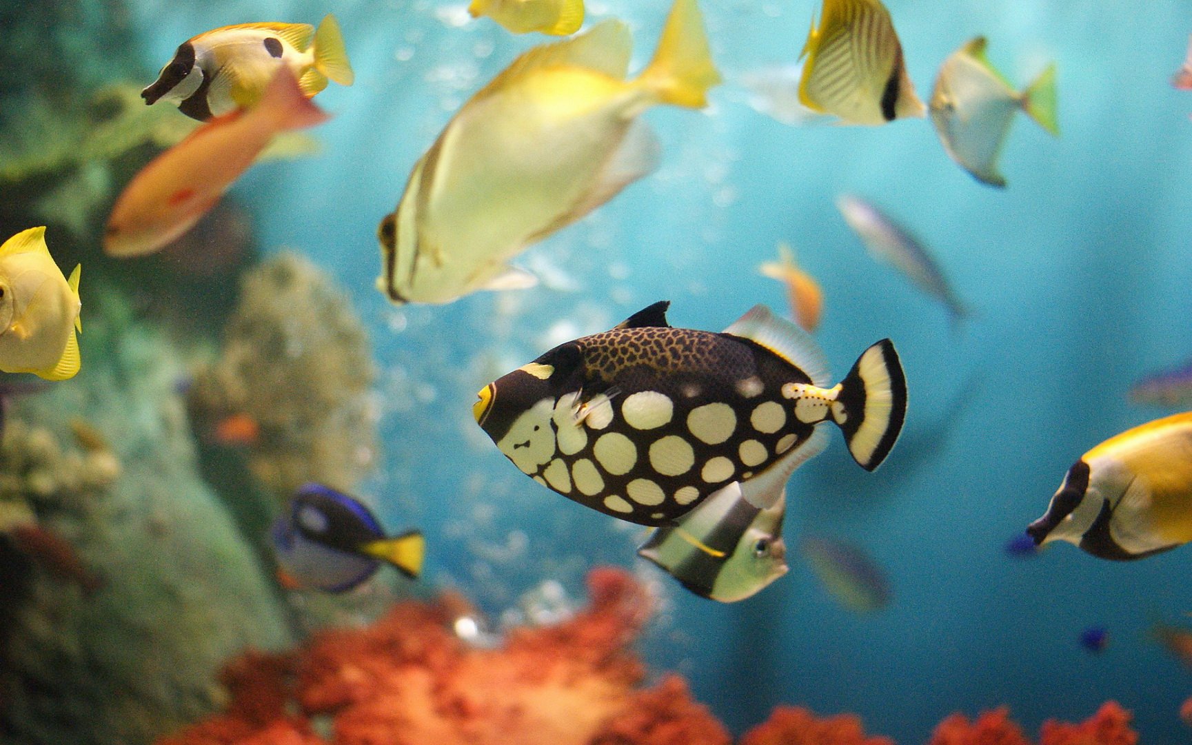 动物,海底世界,海洋生物