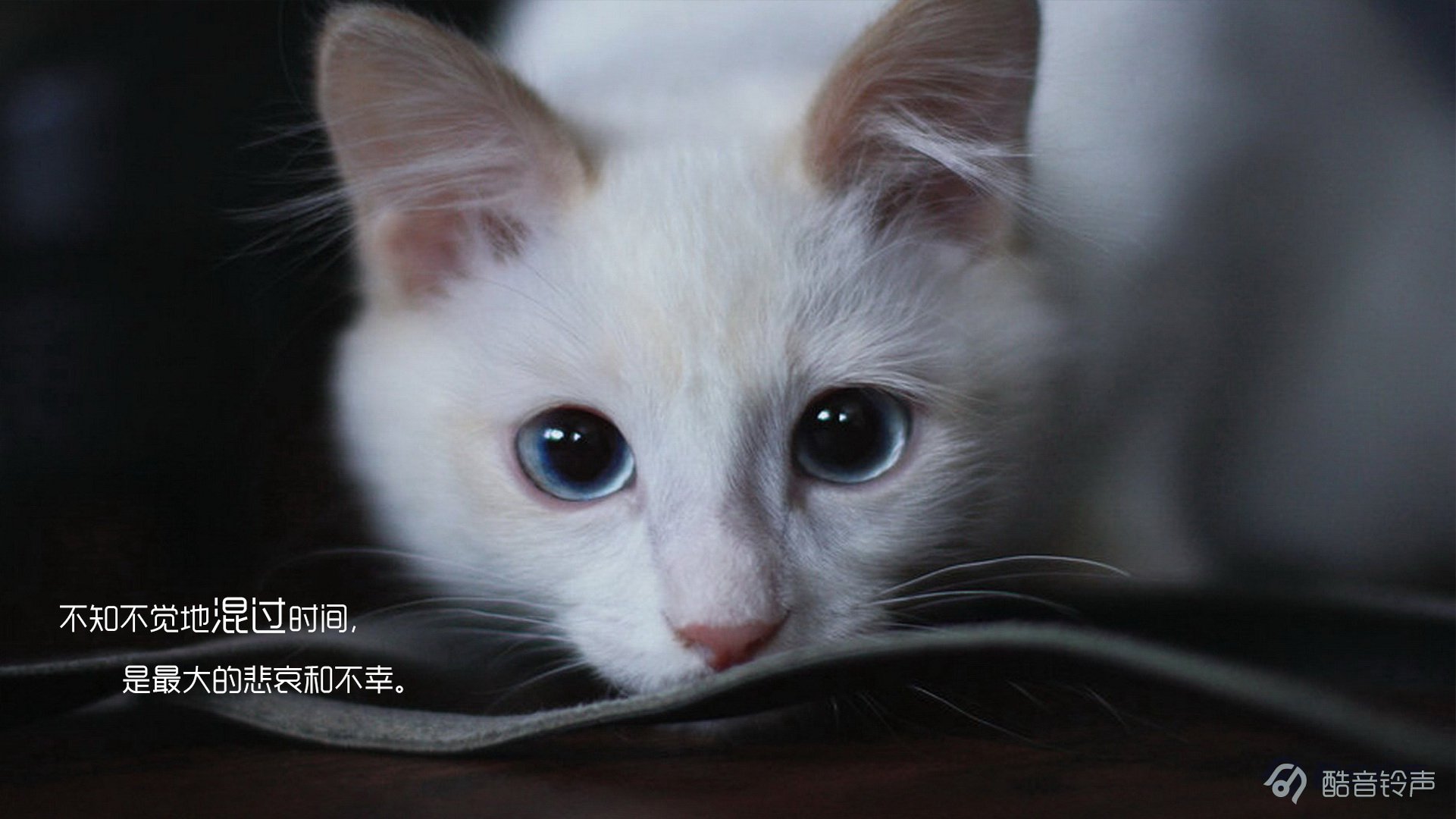 喵星人,萌宠,宠物,猫