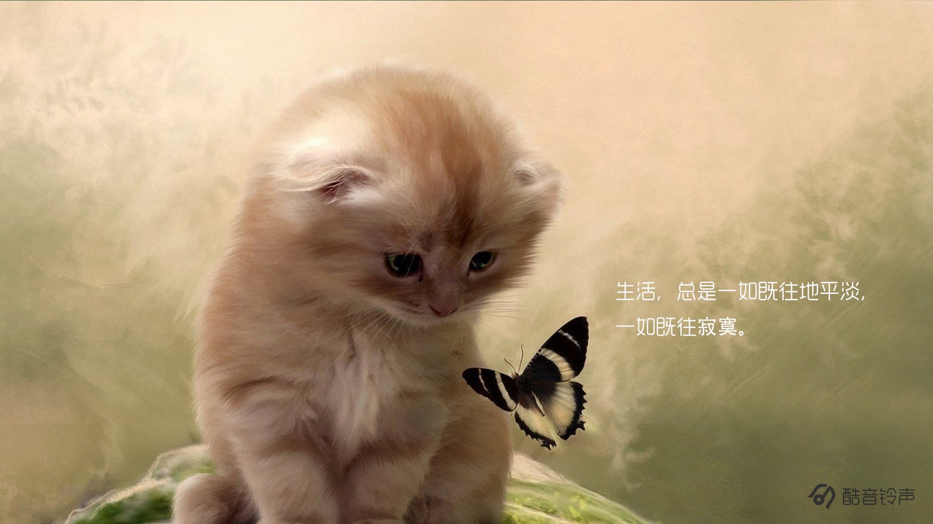 喵星人,萌宠,宠物,猫