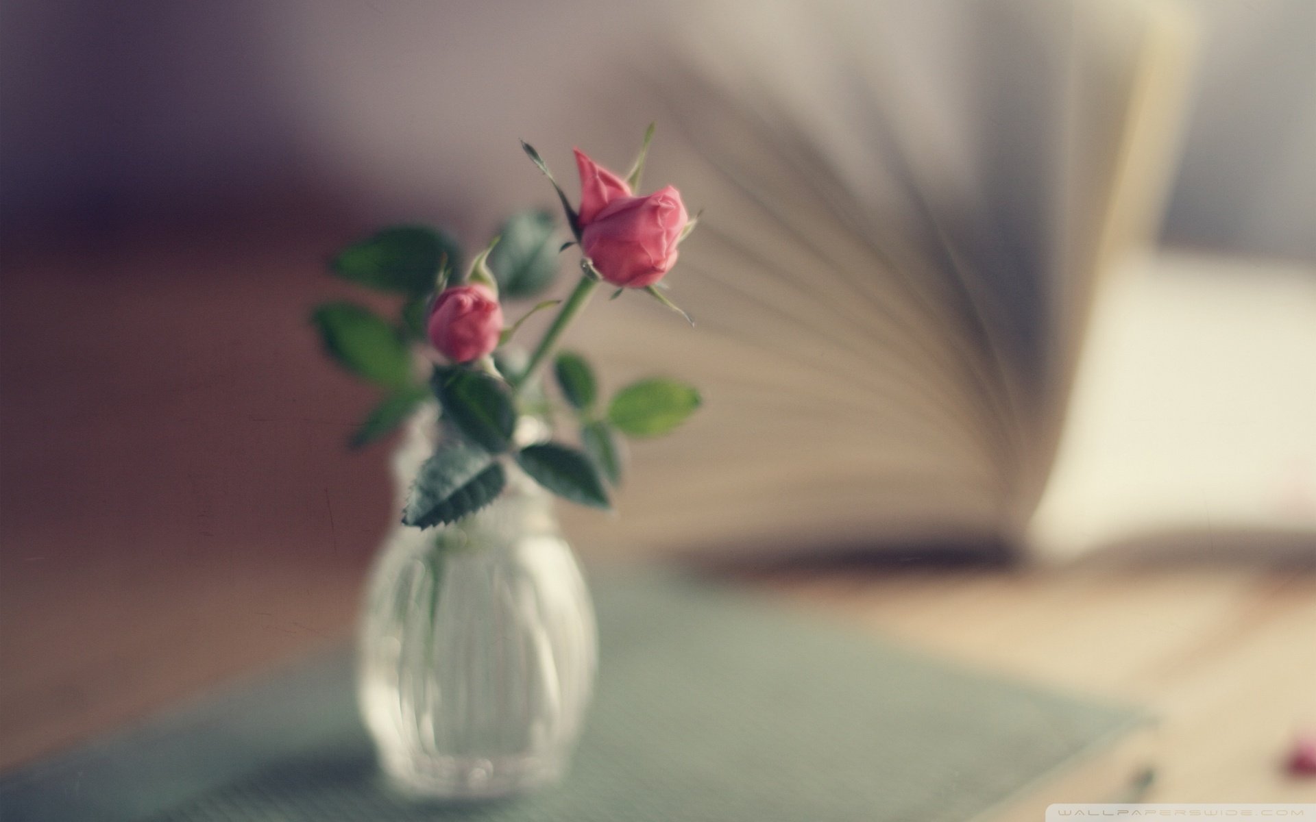 小清新,温暖,干净,安静,唯美,静物,物语,时光,清新淡雅,花朵