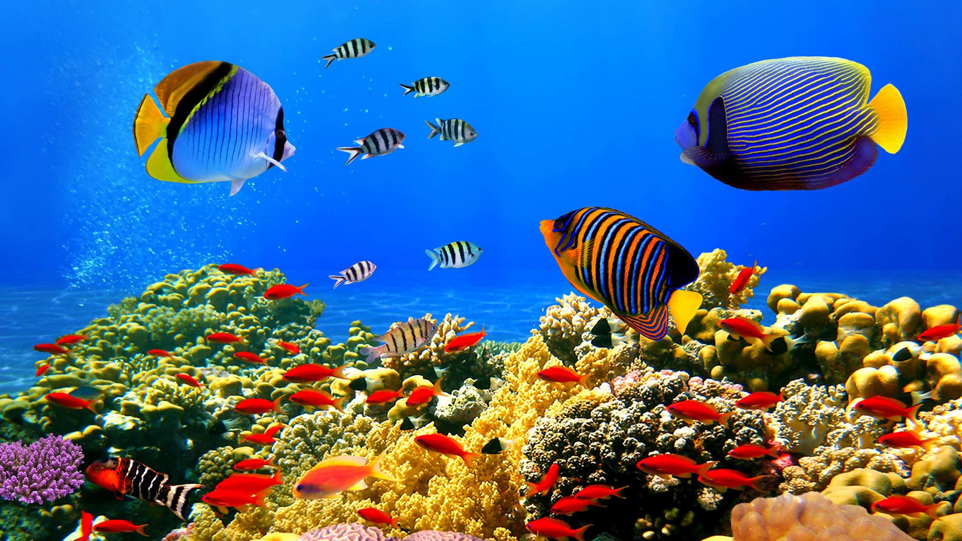 动物,海底世界,海洋生物