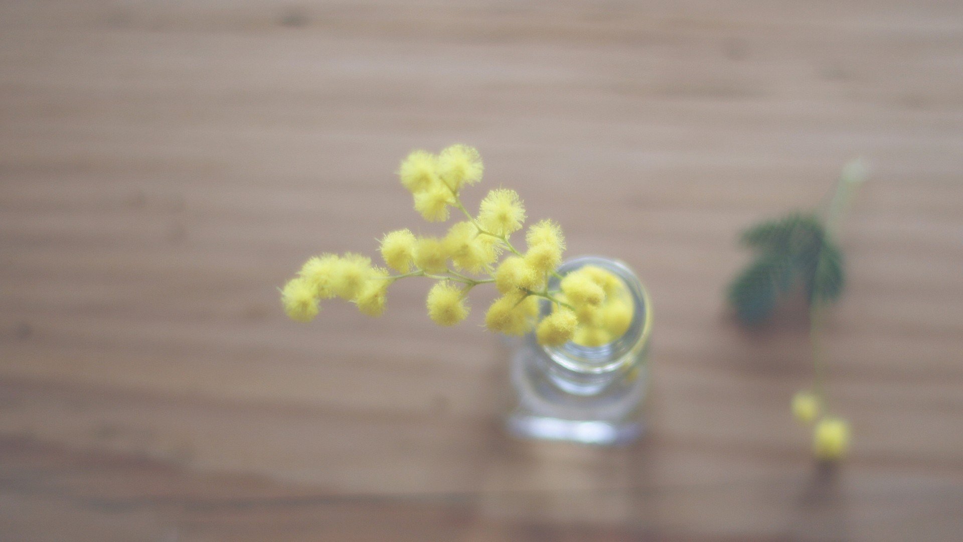 小清新,温暖,干净,安静,唯美,静物,物语,时光,清新淡雅,花朵