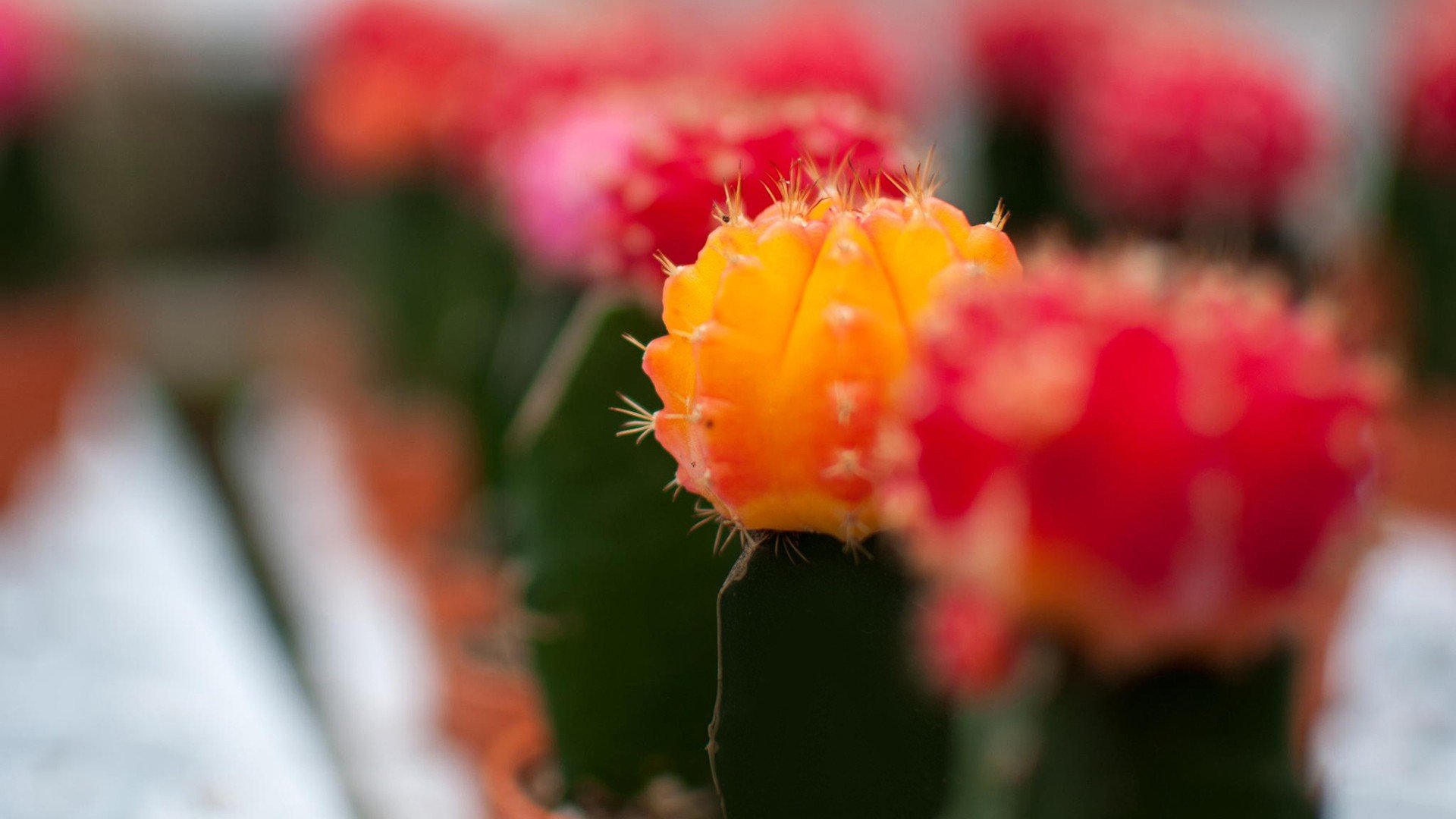 小清新,温暖,干净,安静,唯美,静物,物语,时光,多肉,植物,可爱