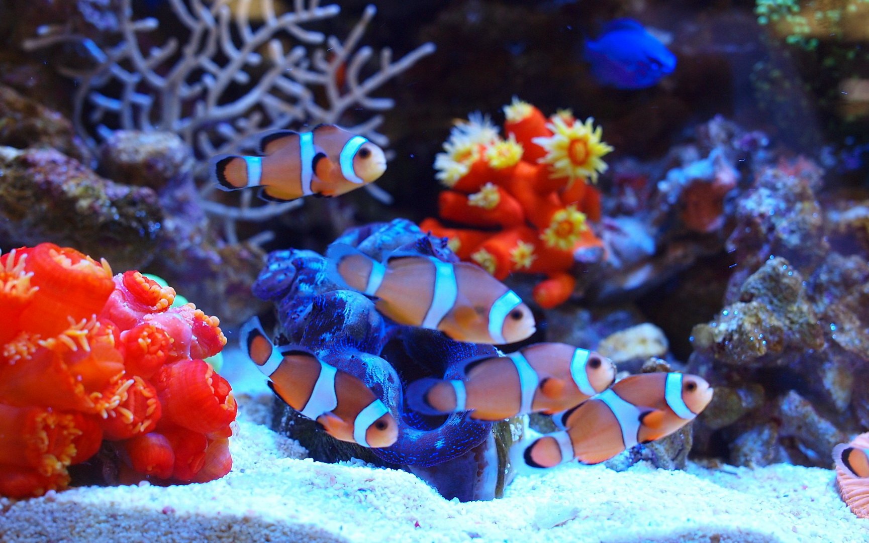 动物,海底世界,海洋生物