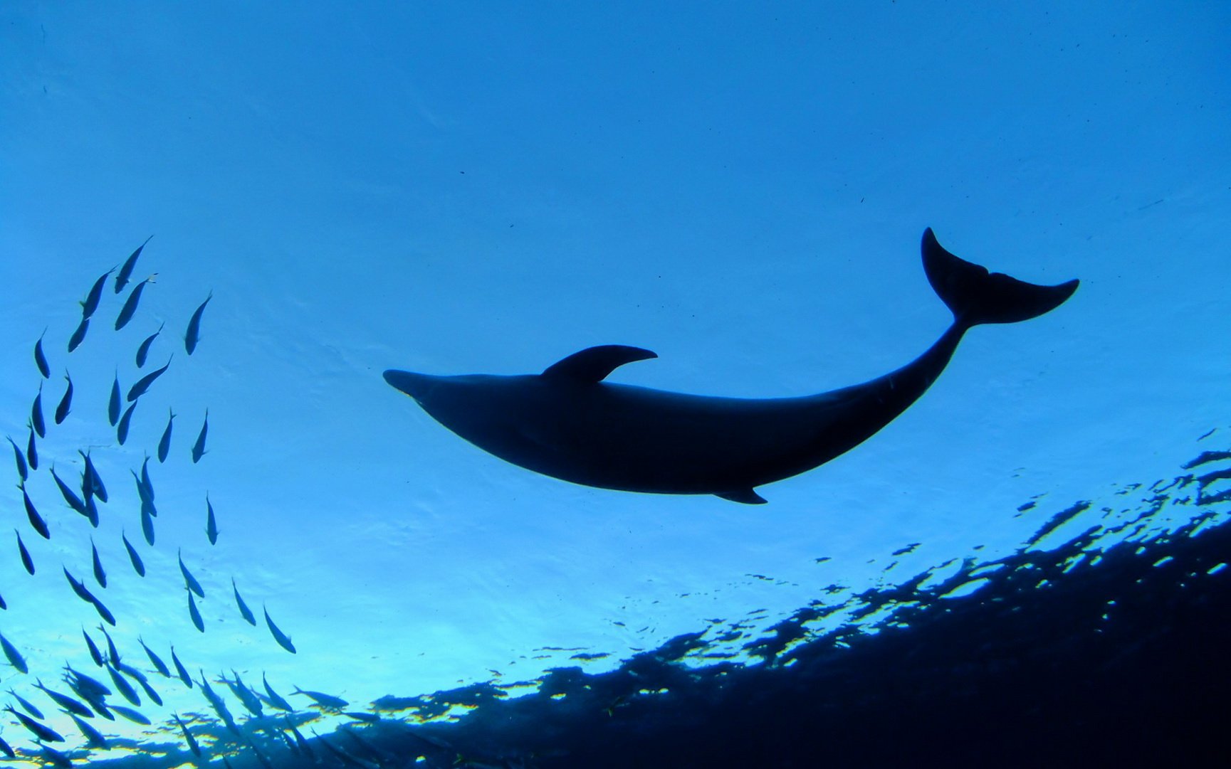 动物,海底世界,海洋生物