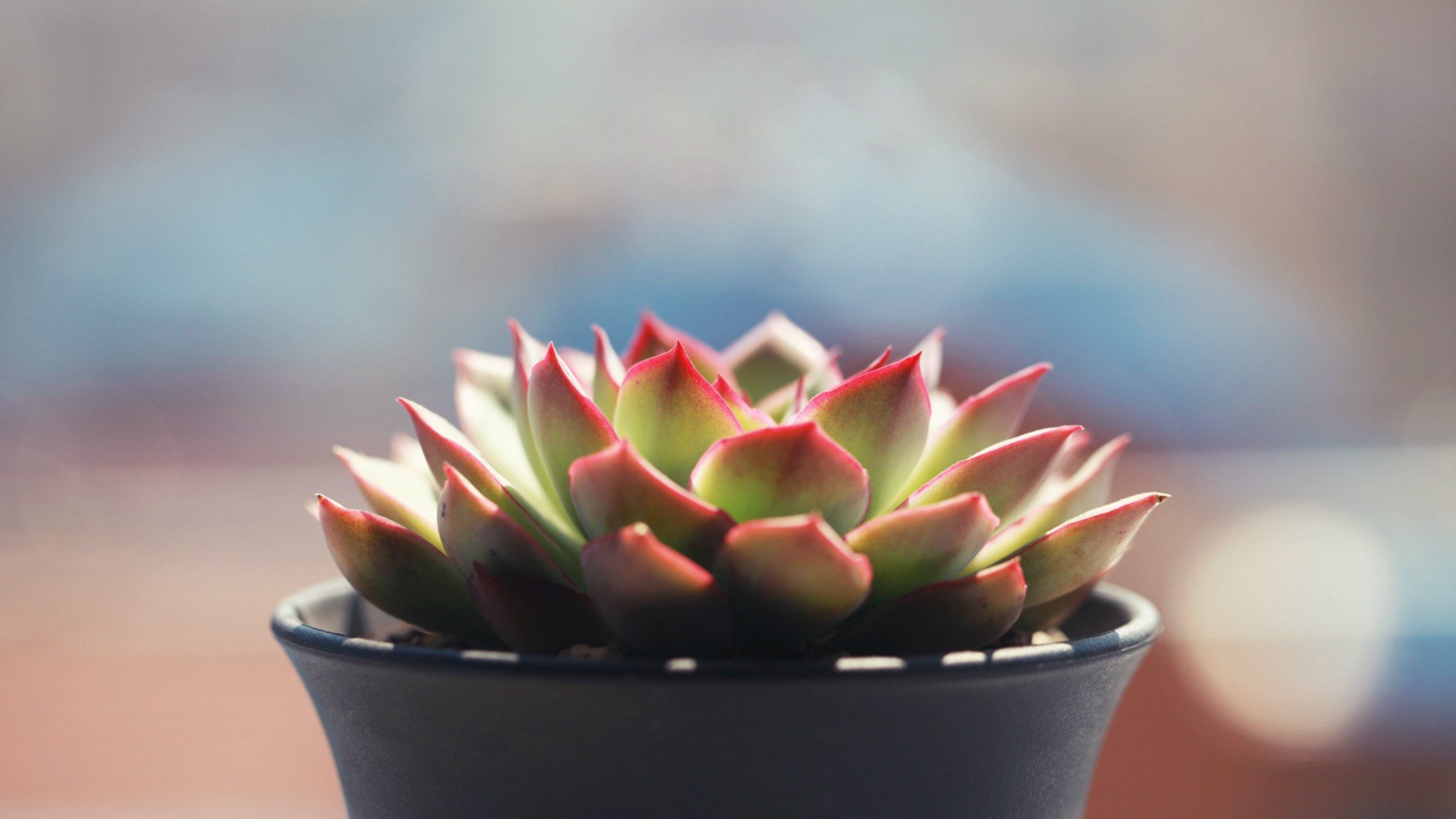 小清新,温暖,干净,安静,唯美,静物,物语,时光,多肉,植物,可爱