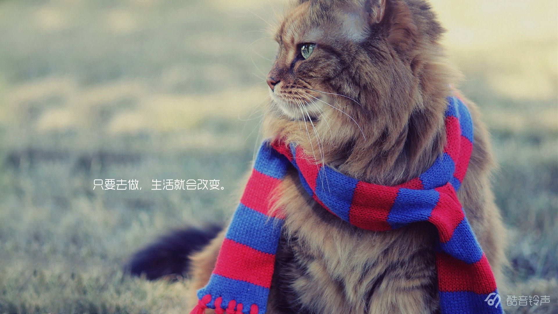 喵星人,萌宠,宠物,猫