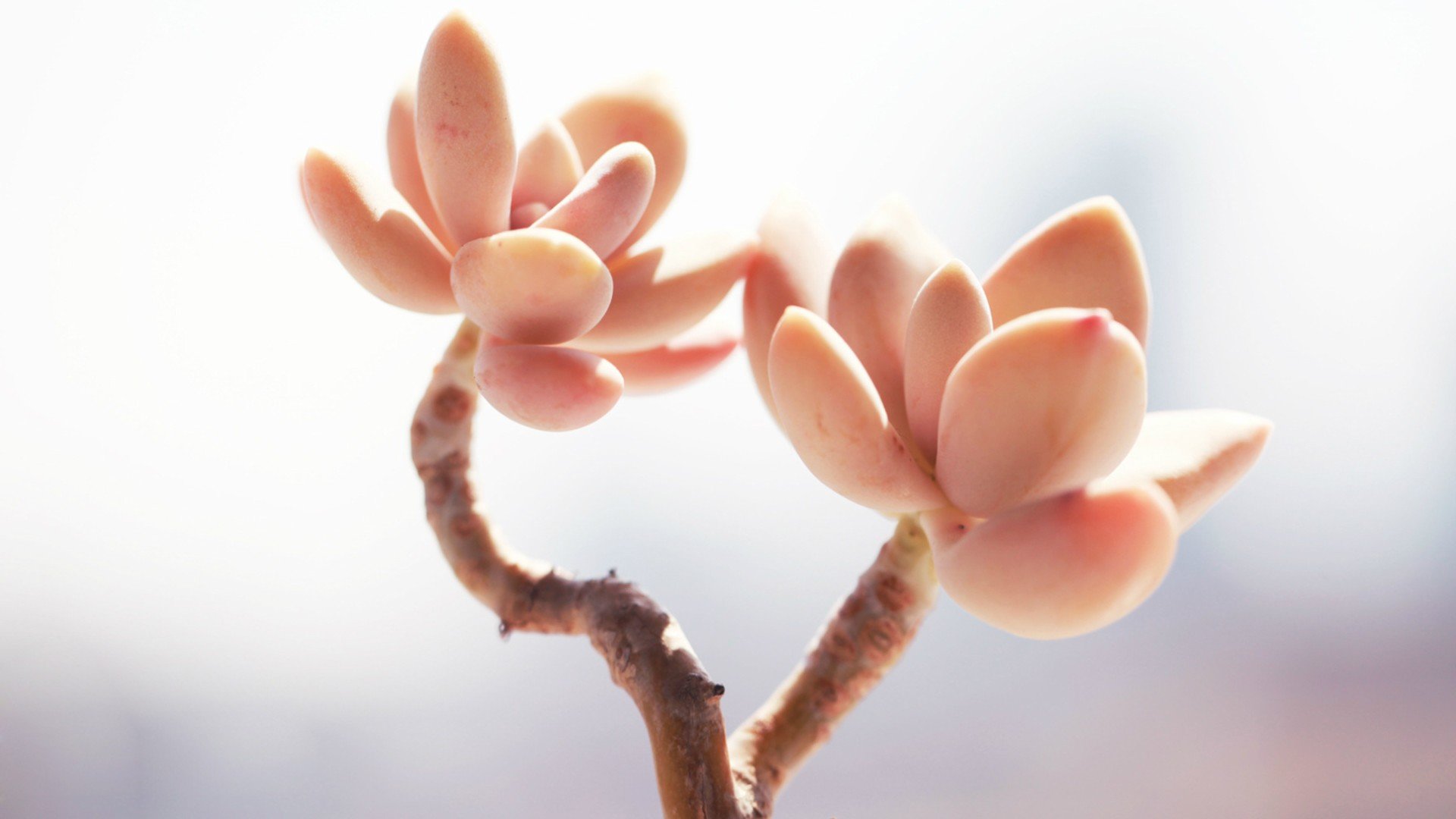 小清新,温暖,干净,安静,唯美,静物,物语,时光,多肉,植物,可爱