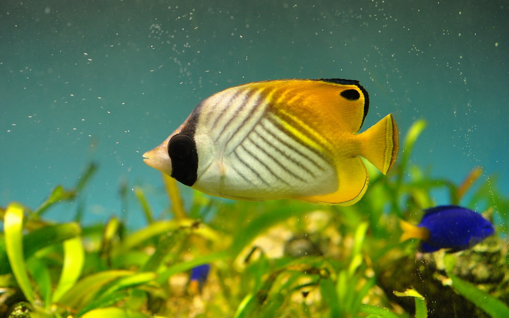 动物,海底世界,海洋生物