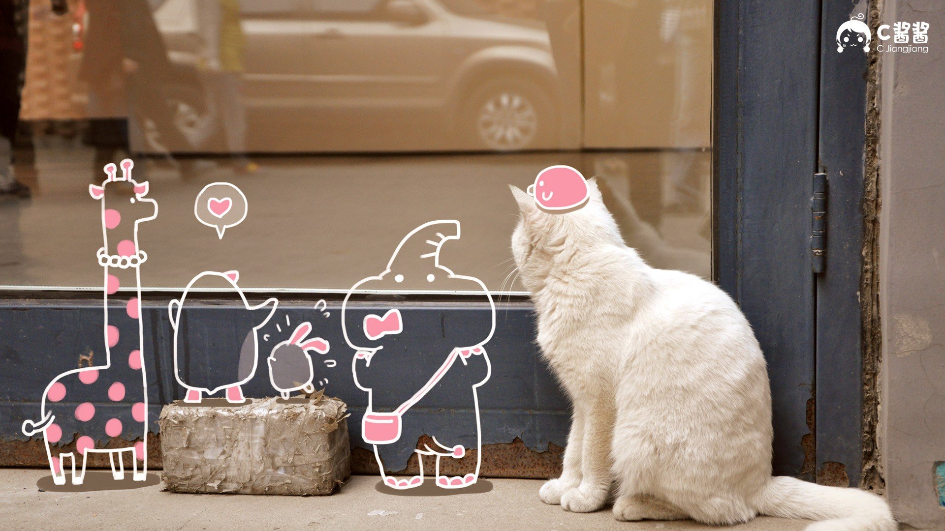 萌宠,猫,喵星人,C酱酱