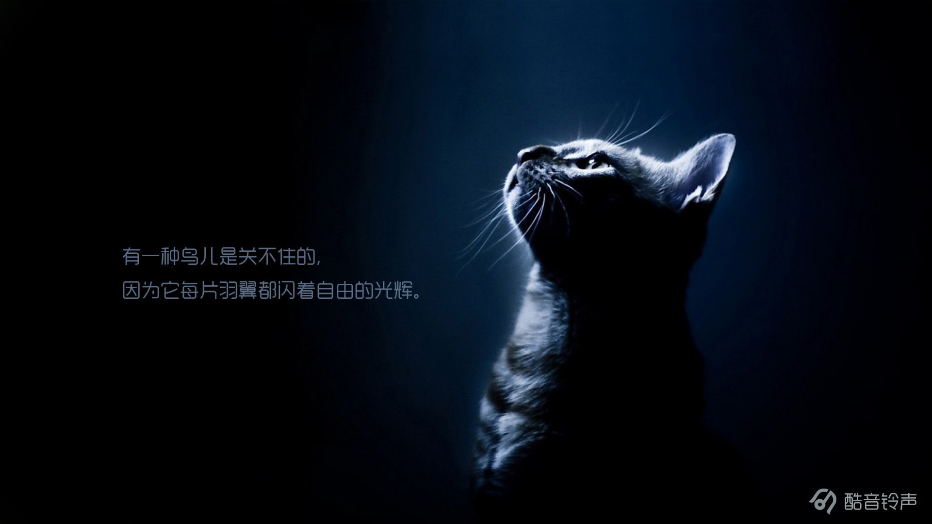 喵星人,萌宠,宠物,猫