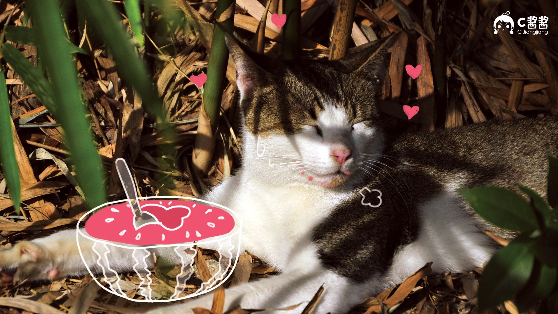 萌宠,猫,喵星人,C酱酱