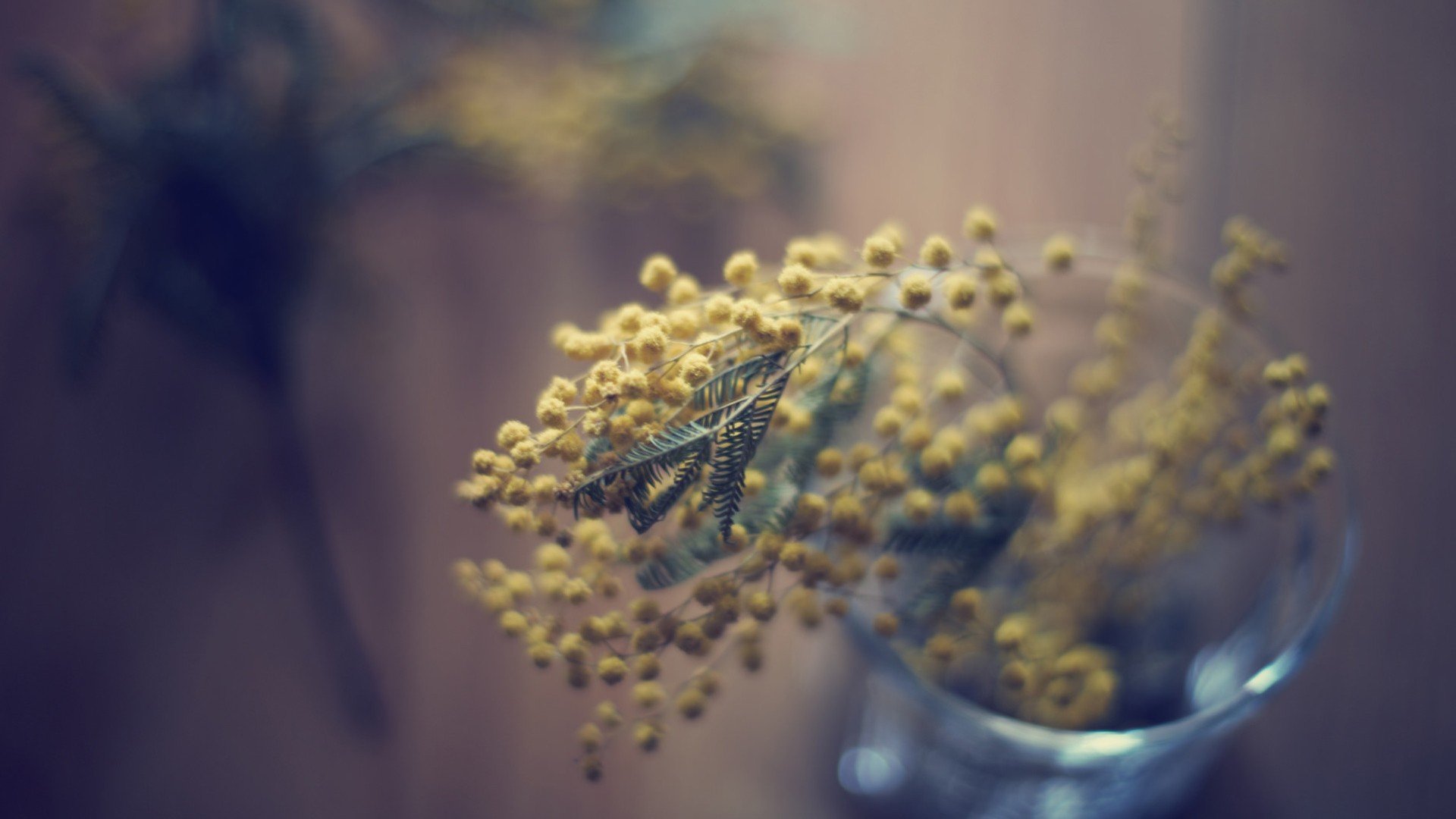 小清新,温暖,干净,安静,唯美,静物,物语,时光,清新淡雅,花朵