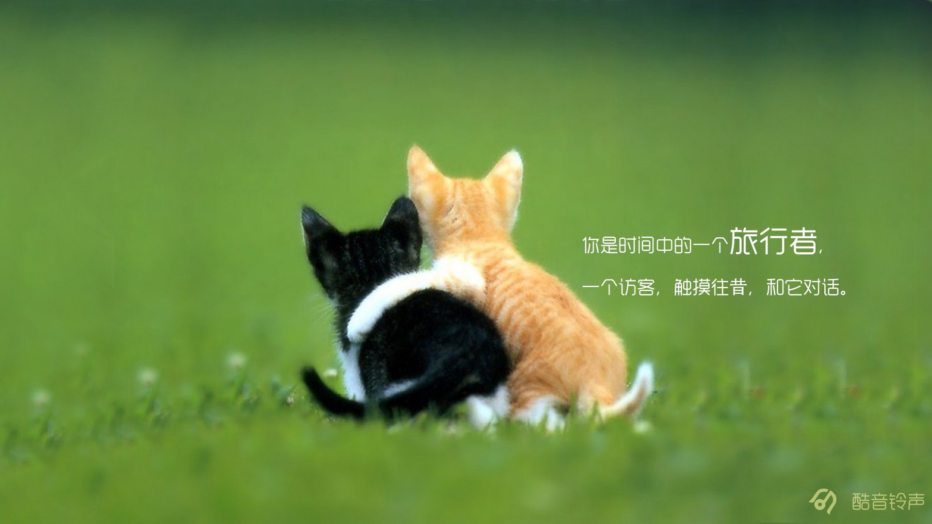 喵星人,萌宠,宠物,猫