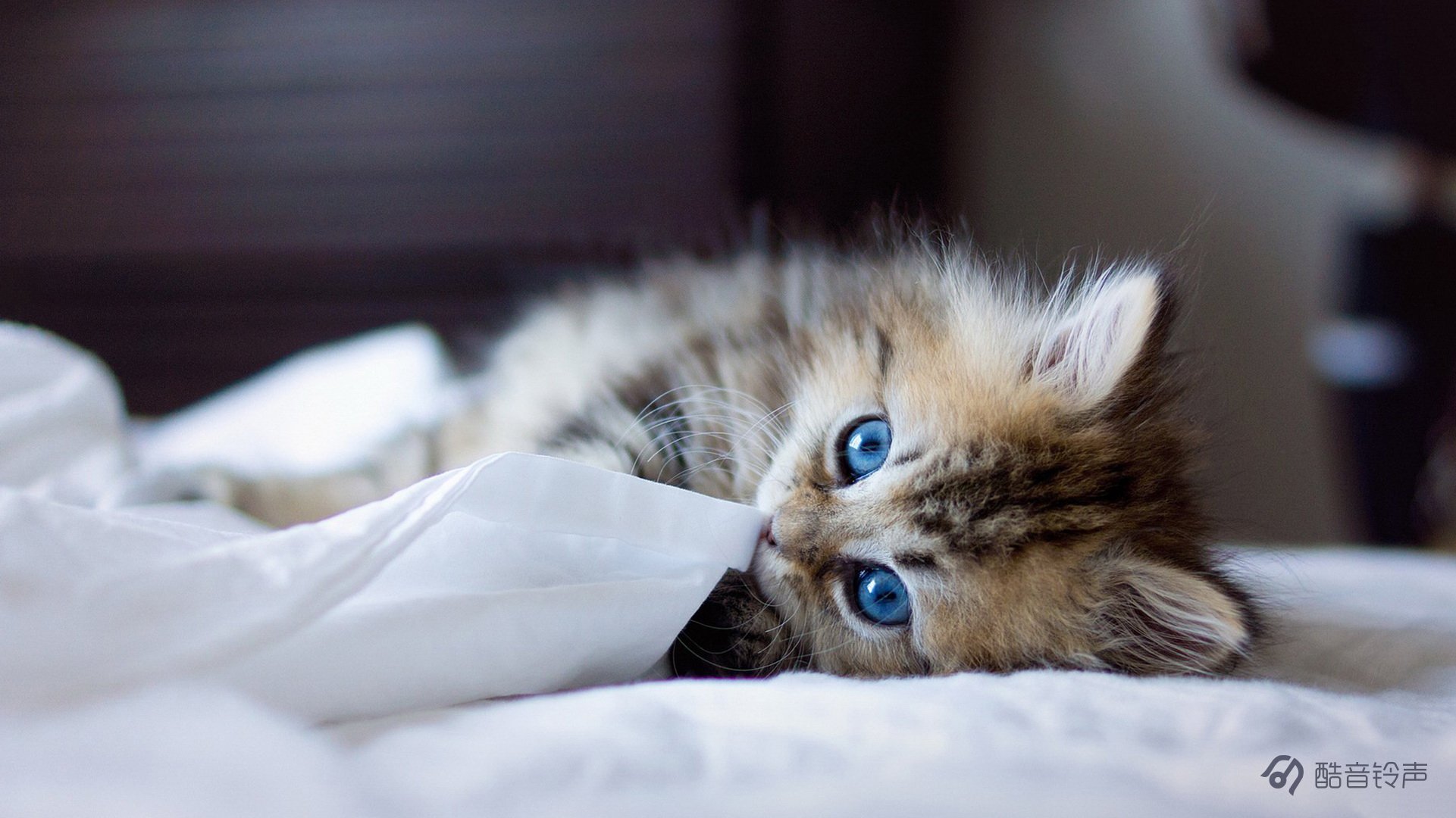 喵星人,萌宠,宠物,猫