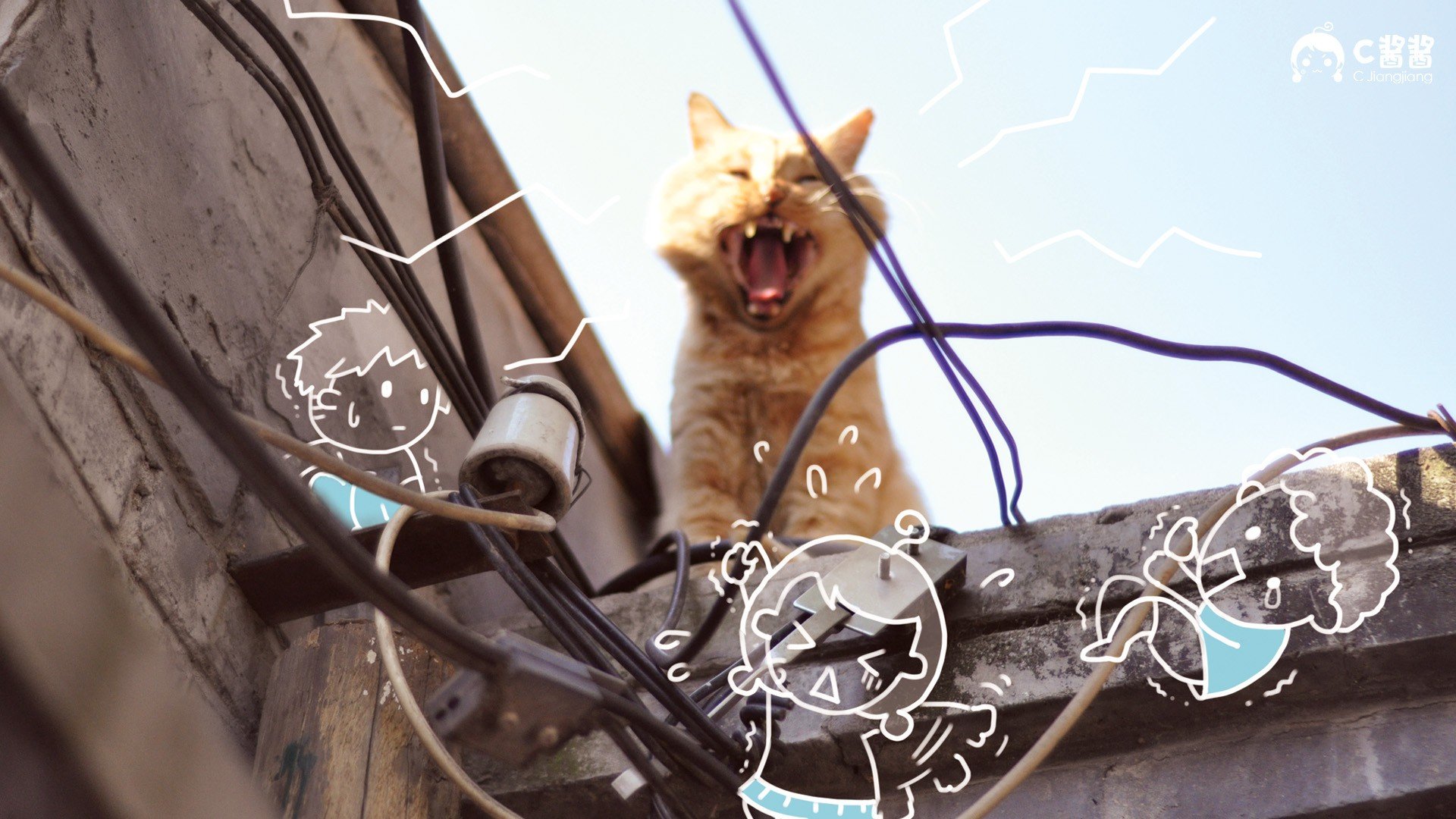 萌宠,猫,喵星人,C酱酱