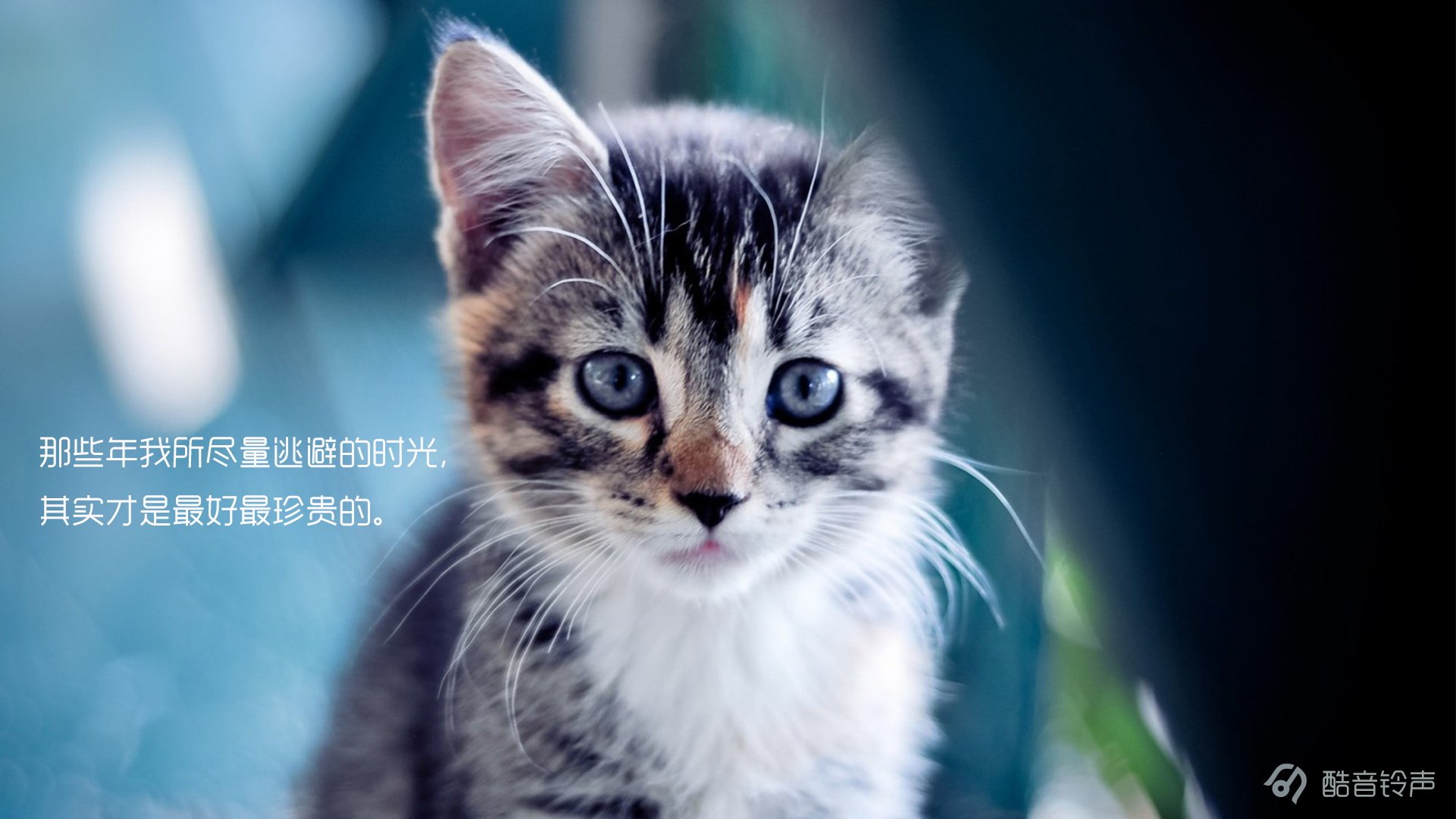 喵星人,萌宠,宠物,猫