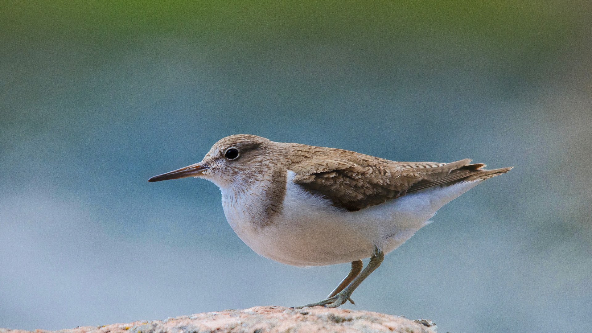 动物,野生动物,鸟