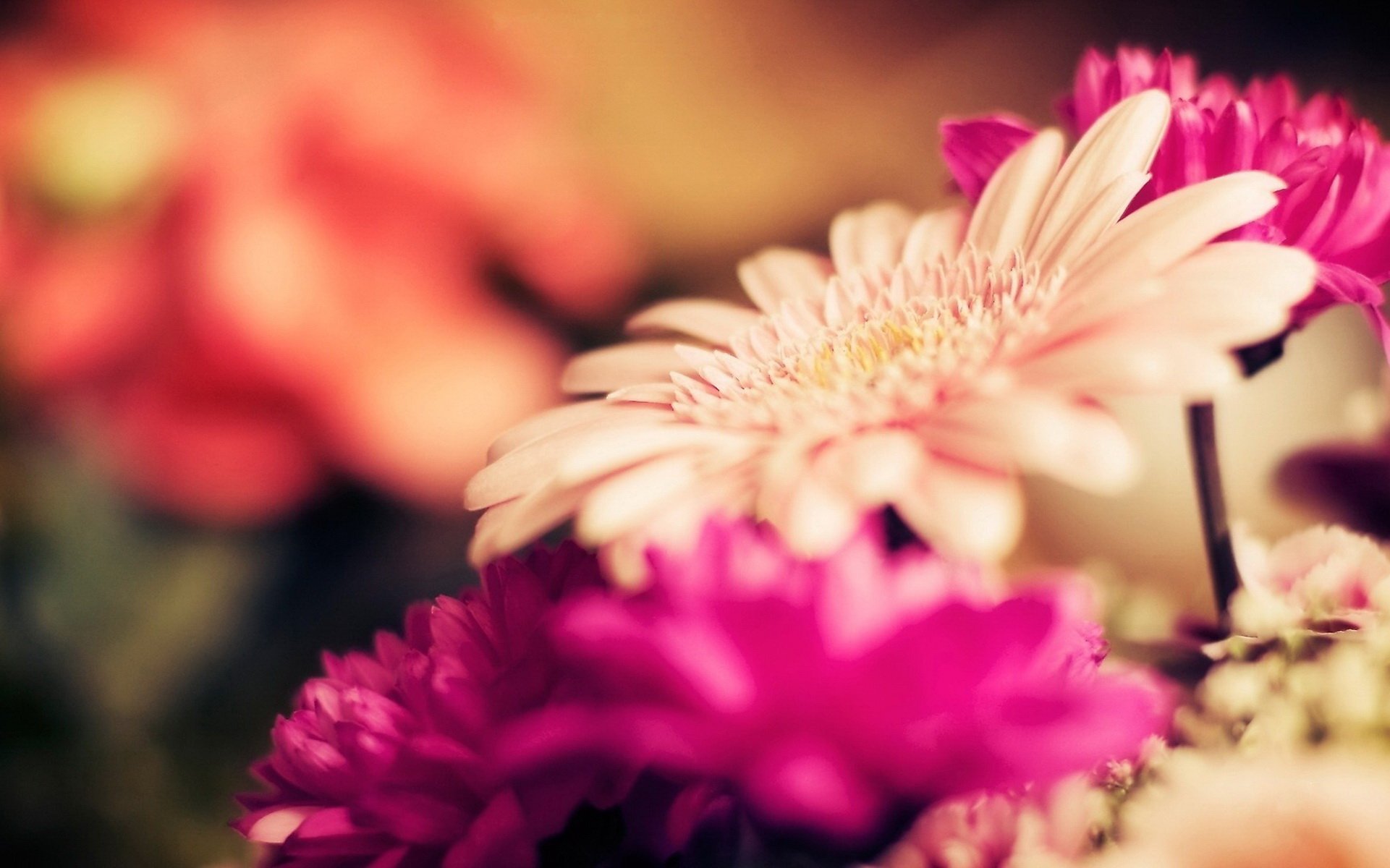 小清新,温暖,干净,安静,唯美,静物,物语,时光,花,娇艳欲滴