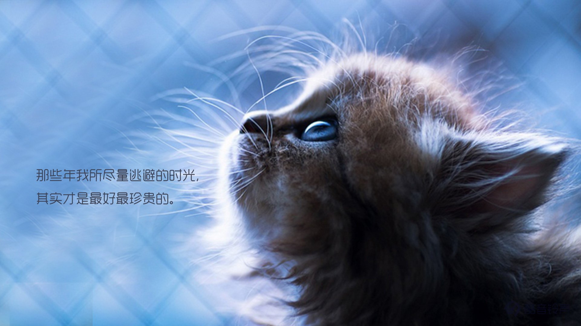 喵星人,萌宠,宠物,猫