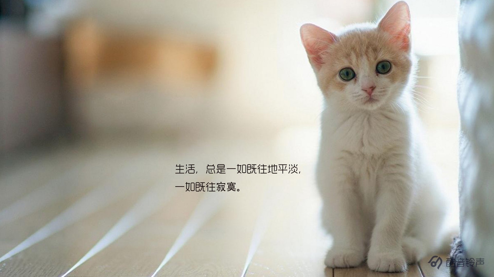 喵星人,萌宠,宠物,猫
