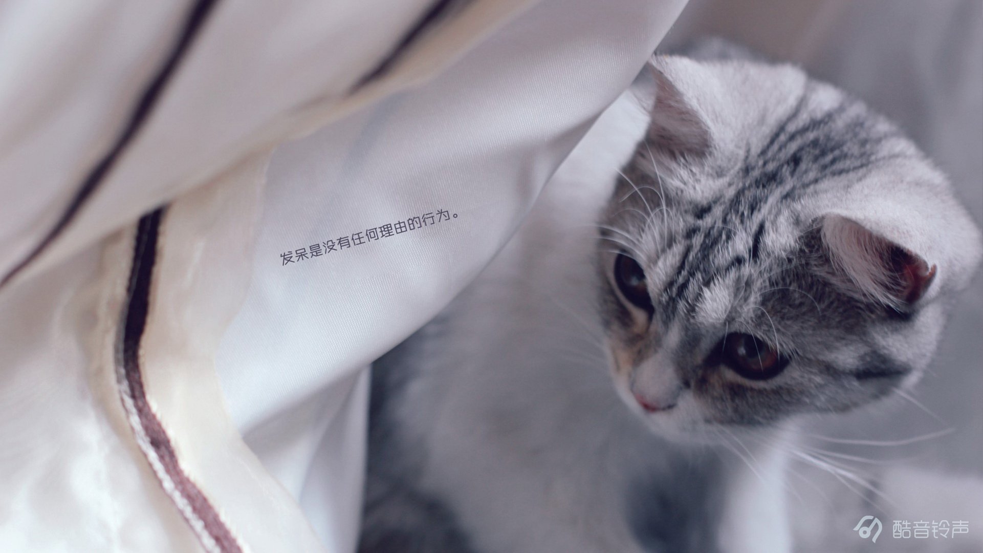 喵星人,萌宠,宠物,猫