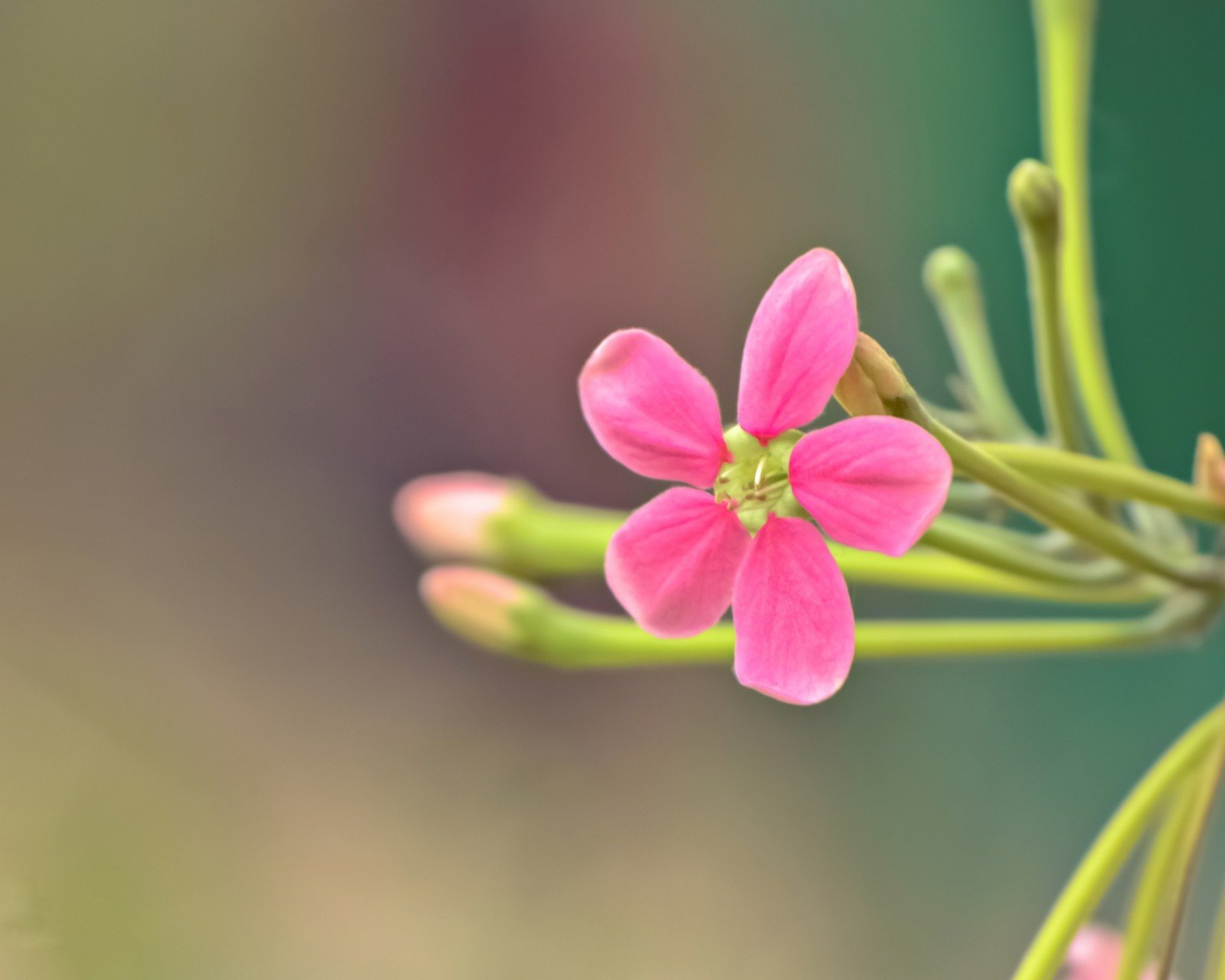 小清新,温暖,干净,安静,唯美,静物,物语,时光,花,清新淡雅,鸟语花香