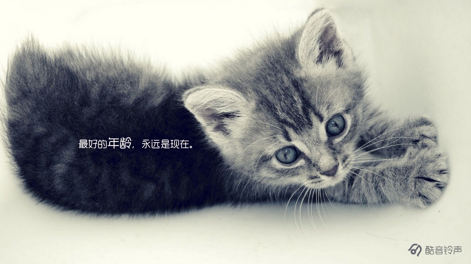 喵星人,萌宠,宠物,猫