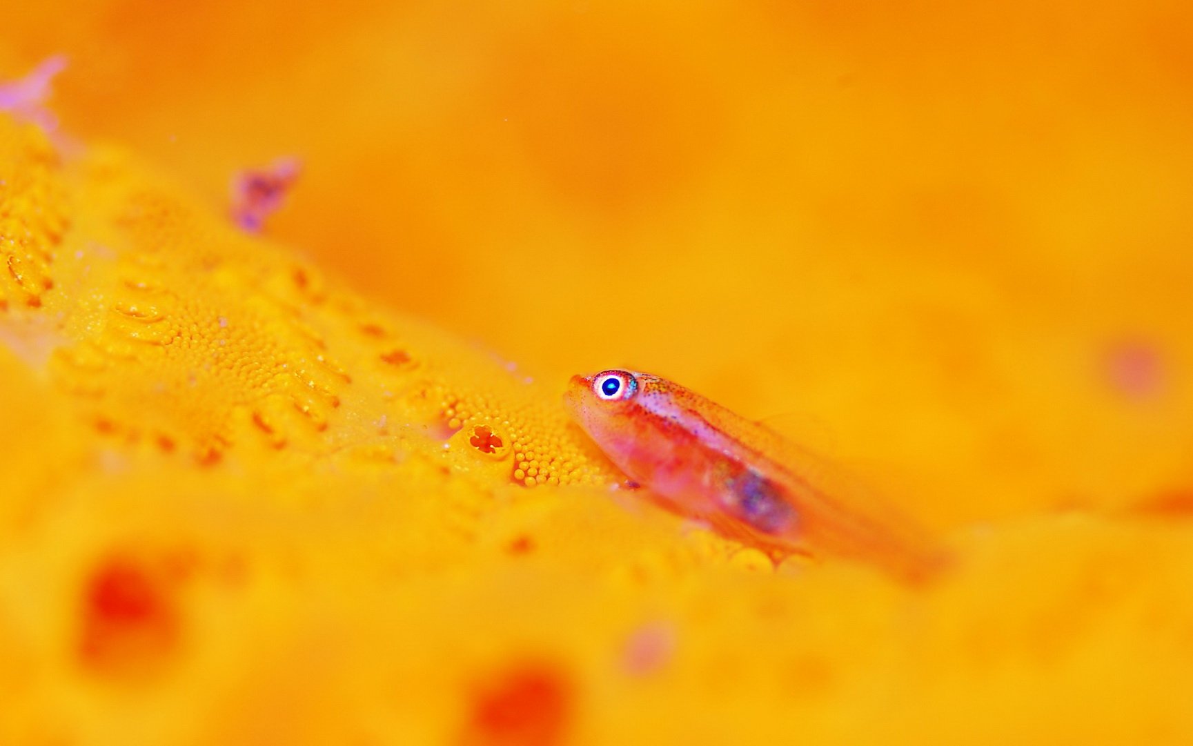 动物,海底世界,海洋生物