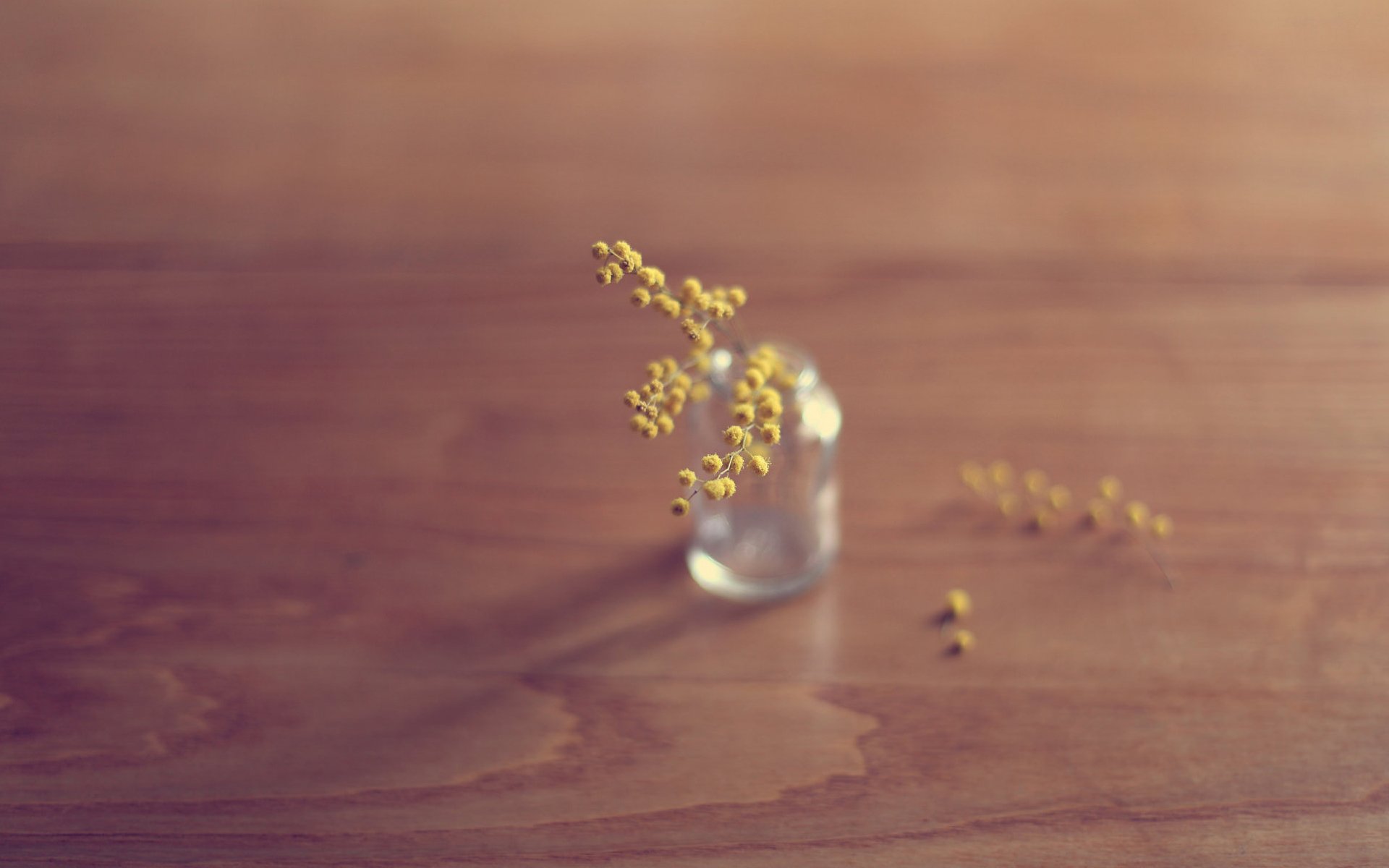 小清新,温暖,干净,安静,唯美,静物,物语,时光,清新淡雅,花朵