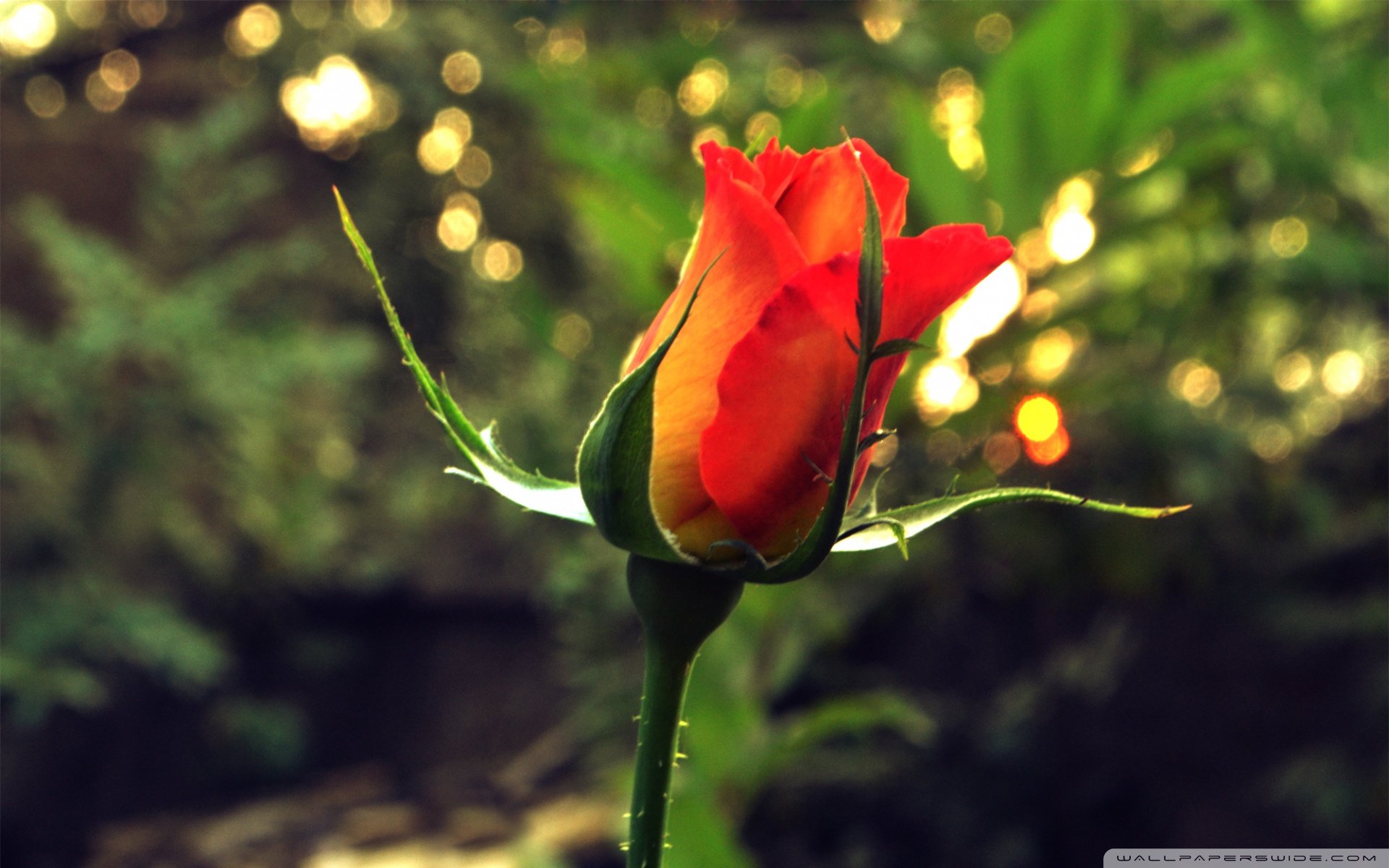 小清新,温暖,干净,安静,唯美,静物,物语,时光,花,清新淡雅,鸟语花香