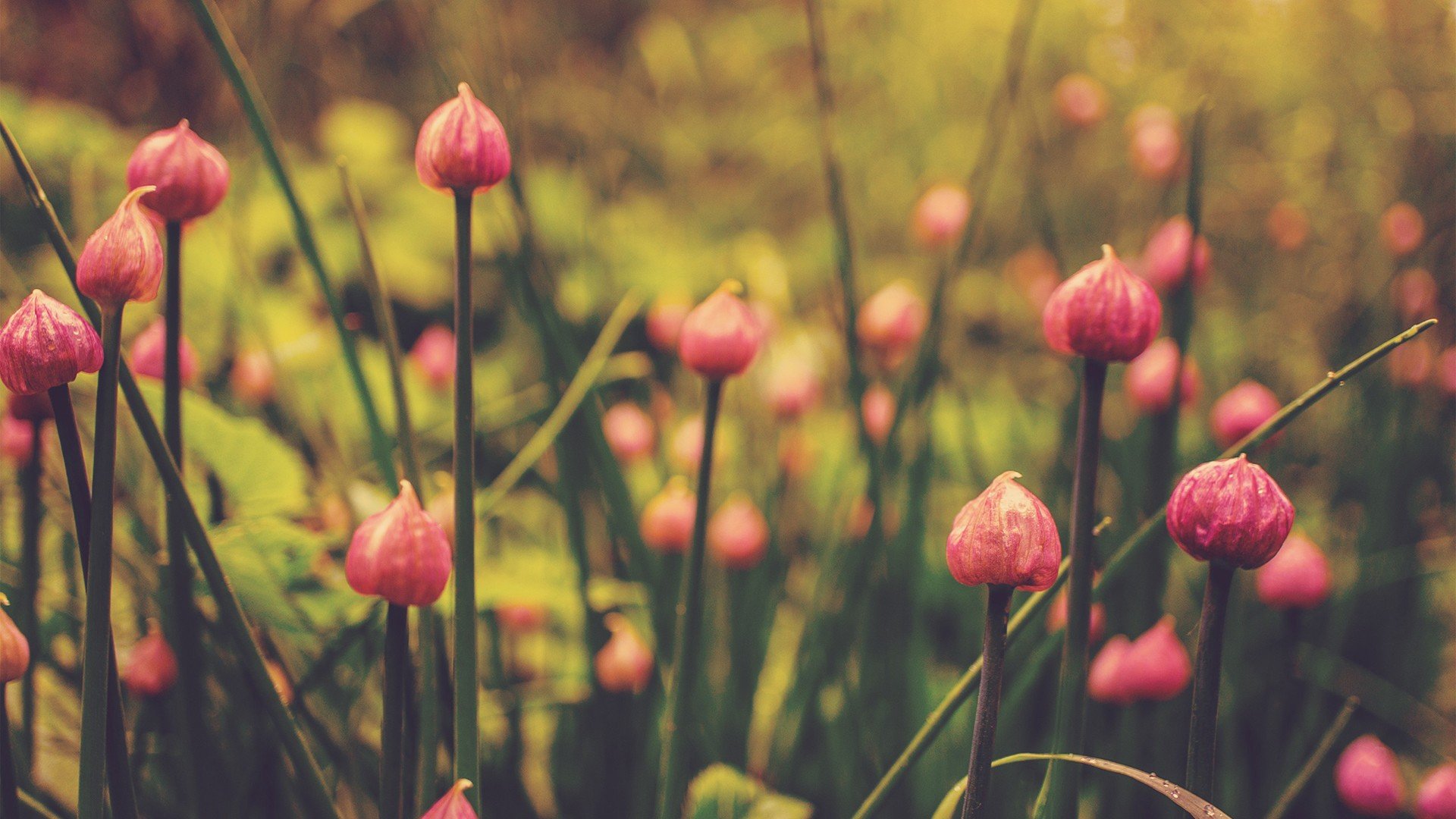 小清新,温暖,干净,安静,唯美,静物,物语,时光,花,清新淡雅,鸟语花香