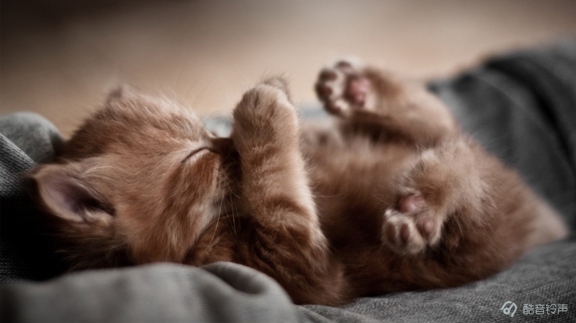 喵星人,萌宠,宠物,猫