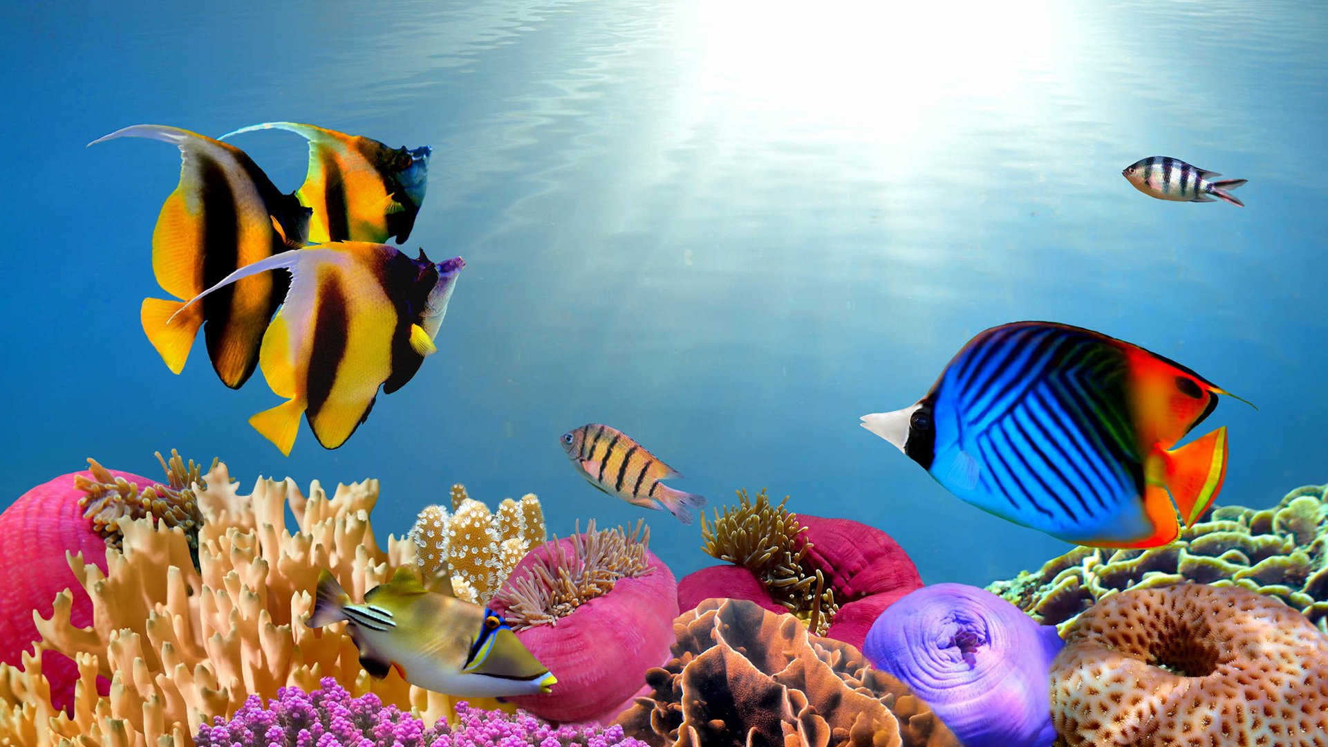 动物,海底世界,海洋生物